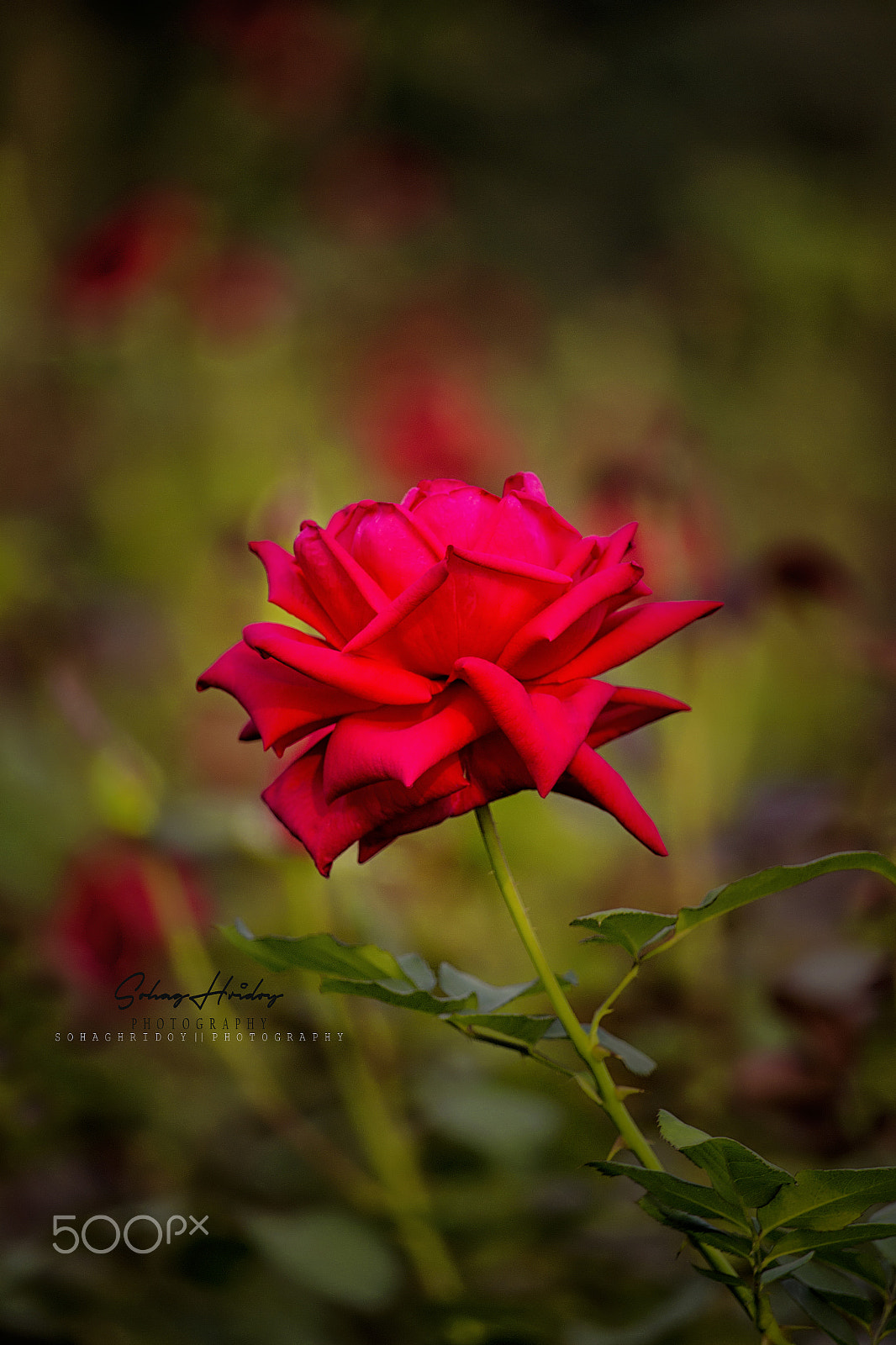 Canon EF-S 55-250mm F4-5.6 IS STM sample photo. Flower photography