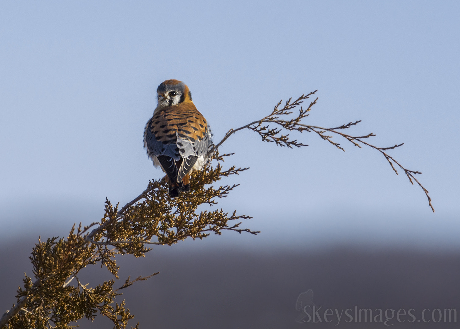 Nikon D7200 sample photo. Kestrel on bowed perch (american kestrel) photography