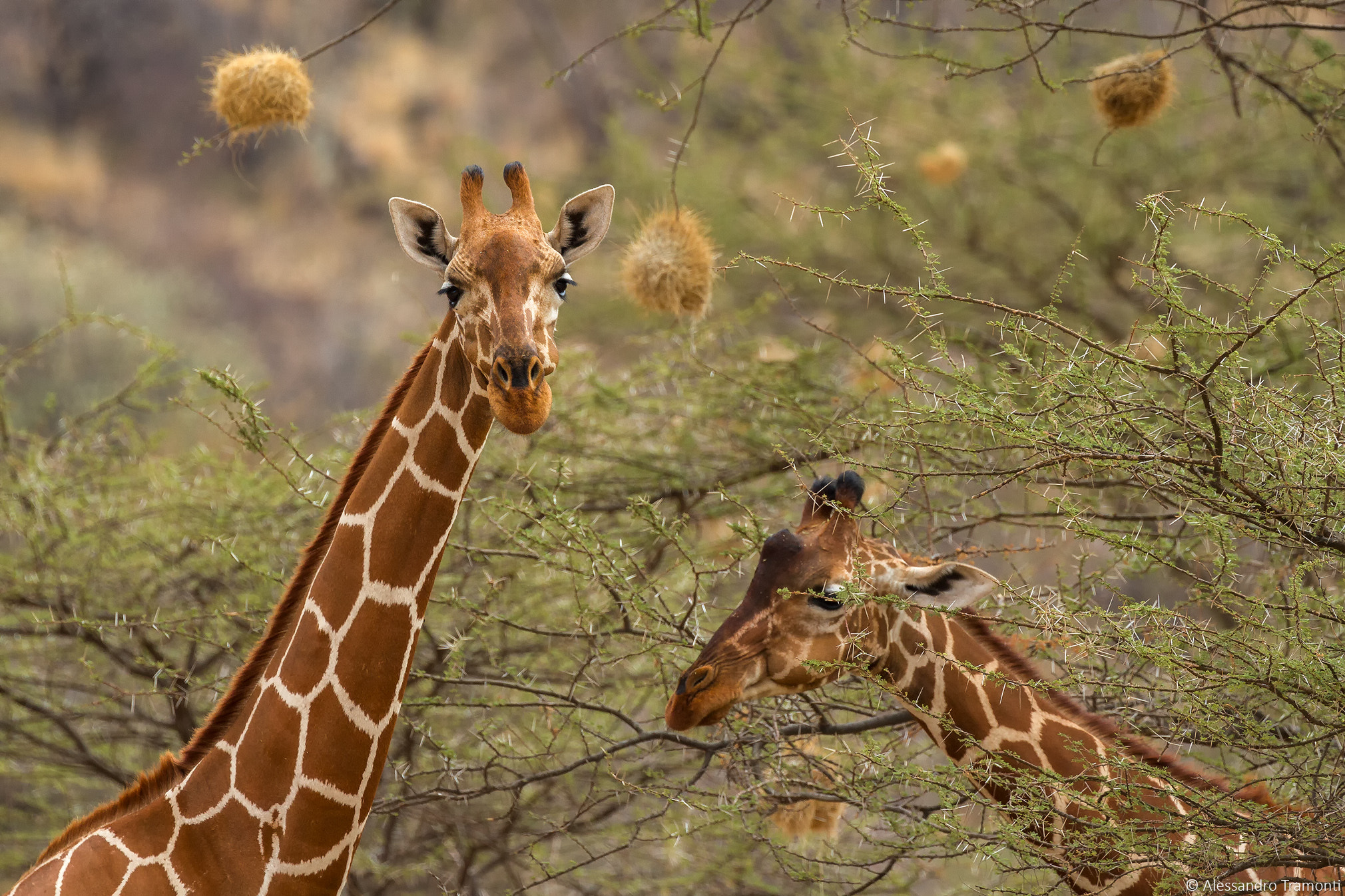 Canon EOS 7D sample photo. Reticulated giraffes photography
