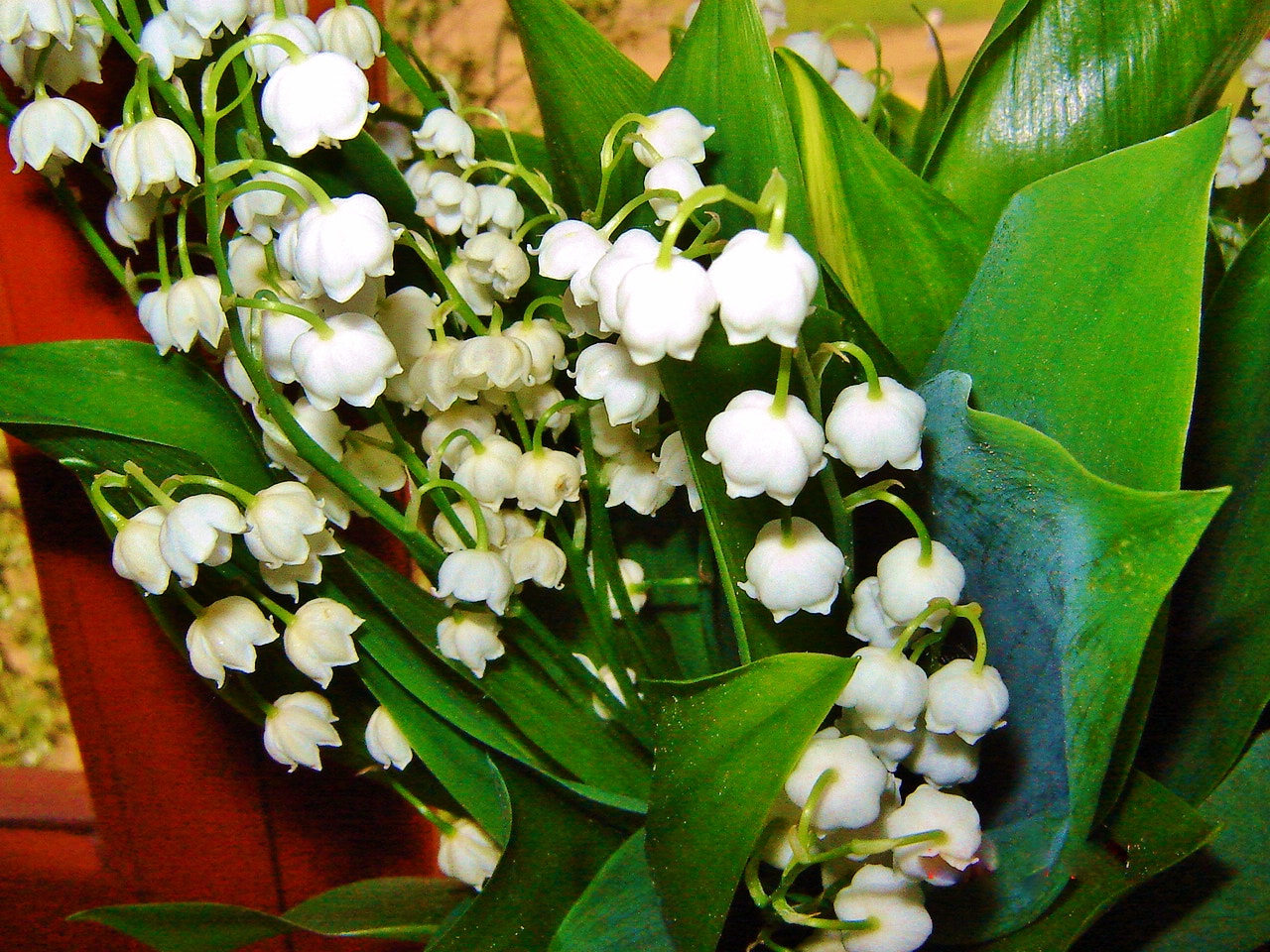 Sony DSC-S60 sample photo. Lily of the valley photography