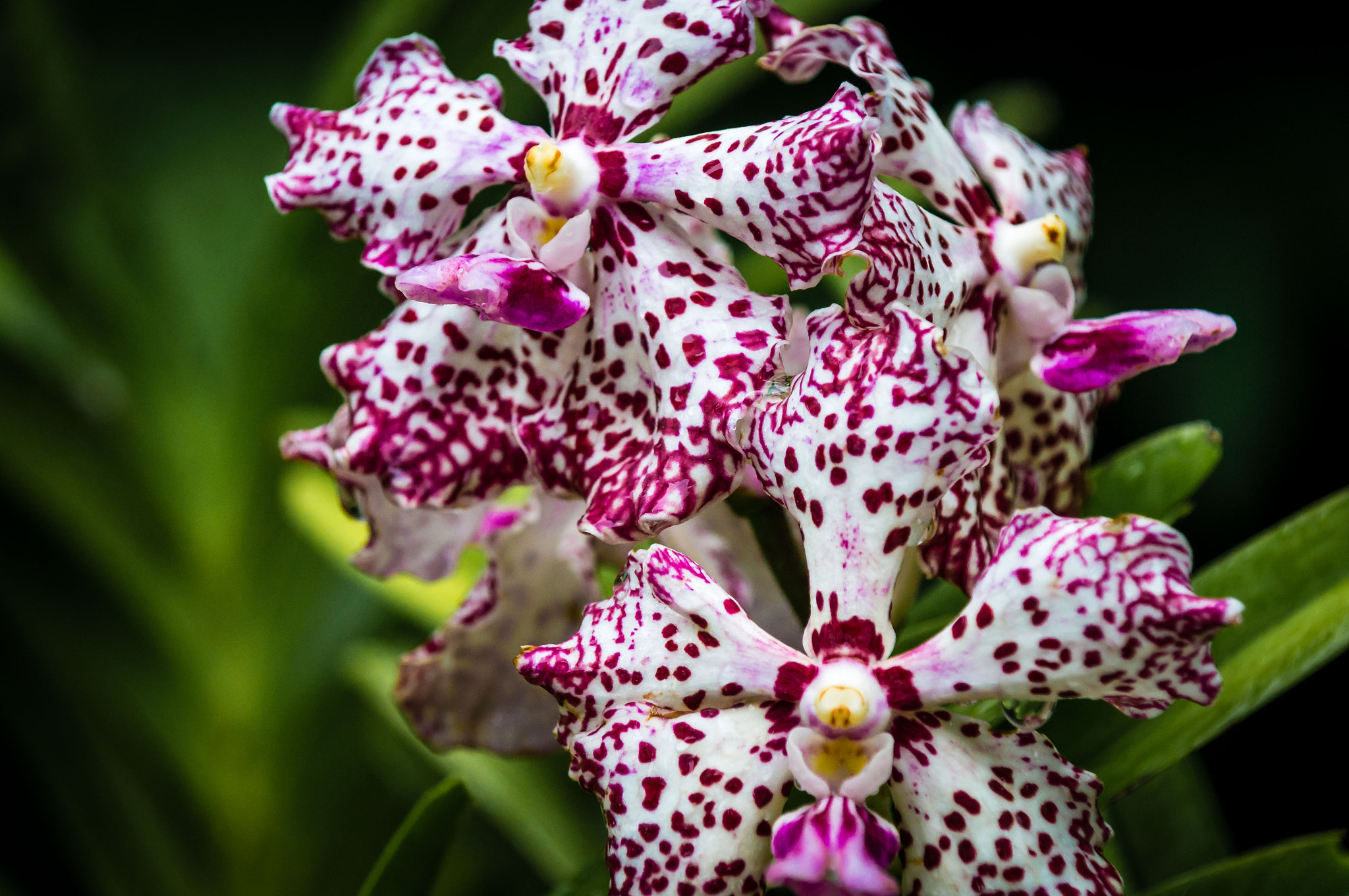 Sony SLT-A57 sample photo. Freckled orchids photography
