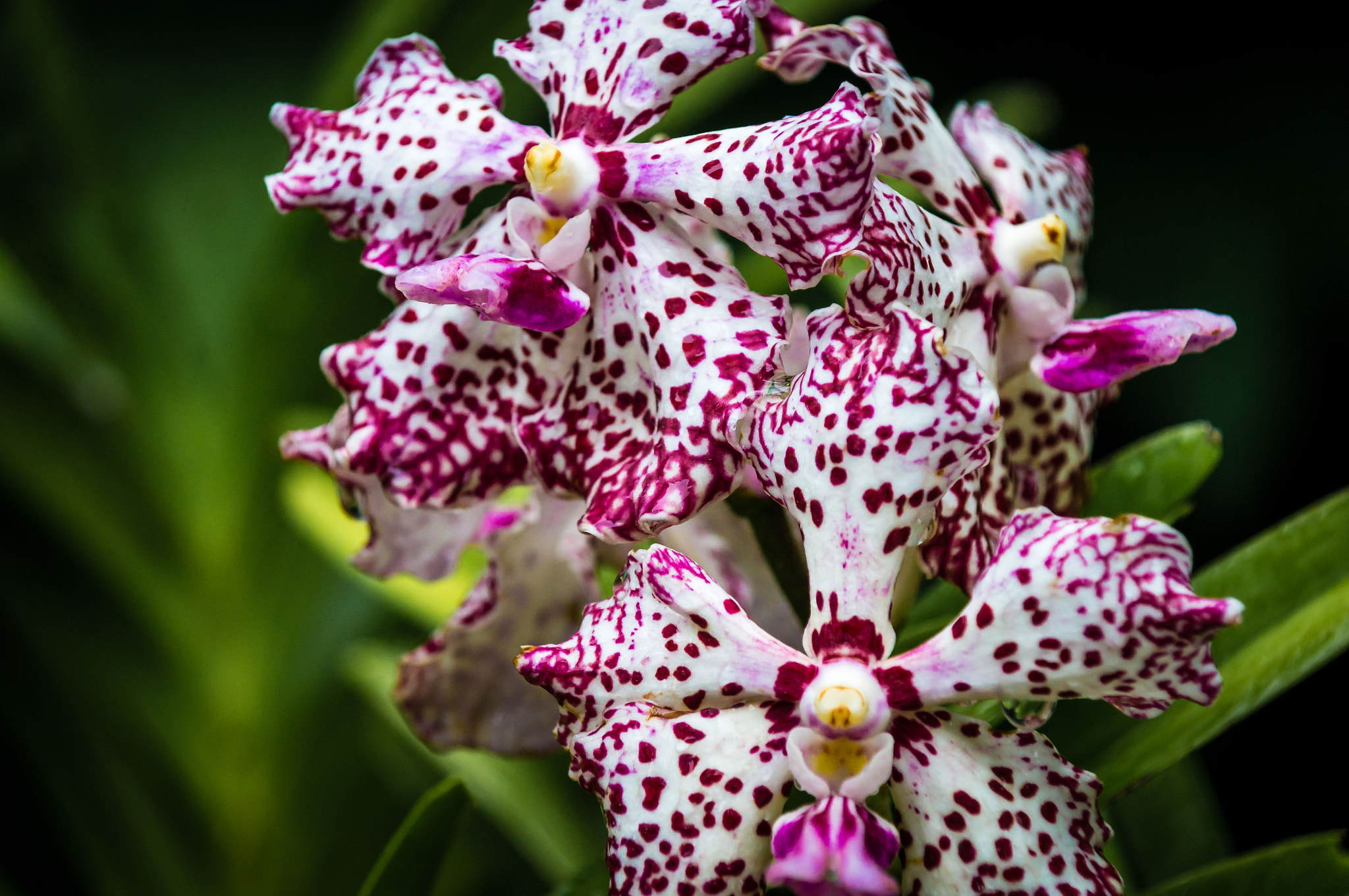 Sony DT 16-105mm F3.5-5.6 sample photo. Freckled orchids photography
