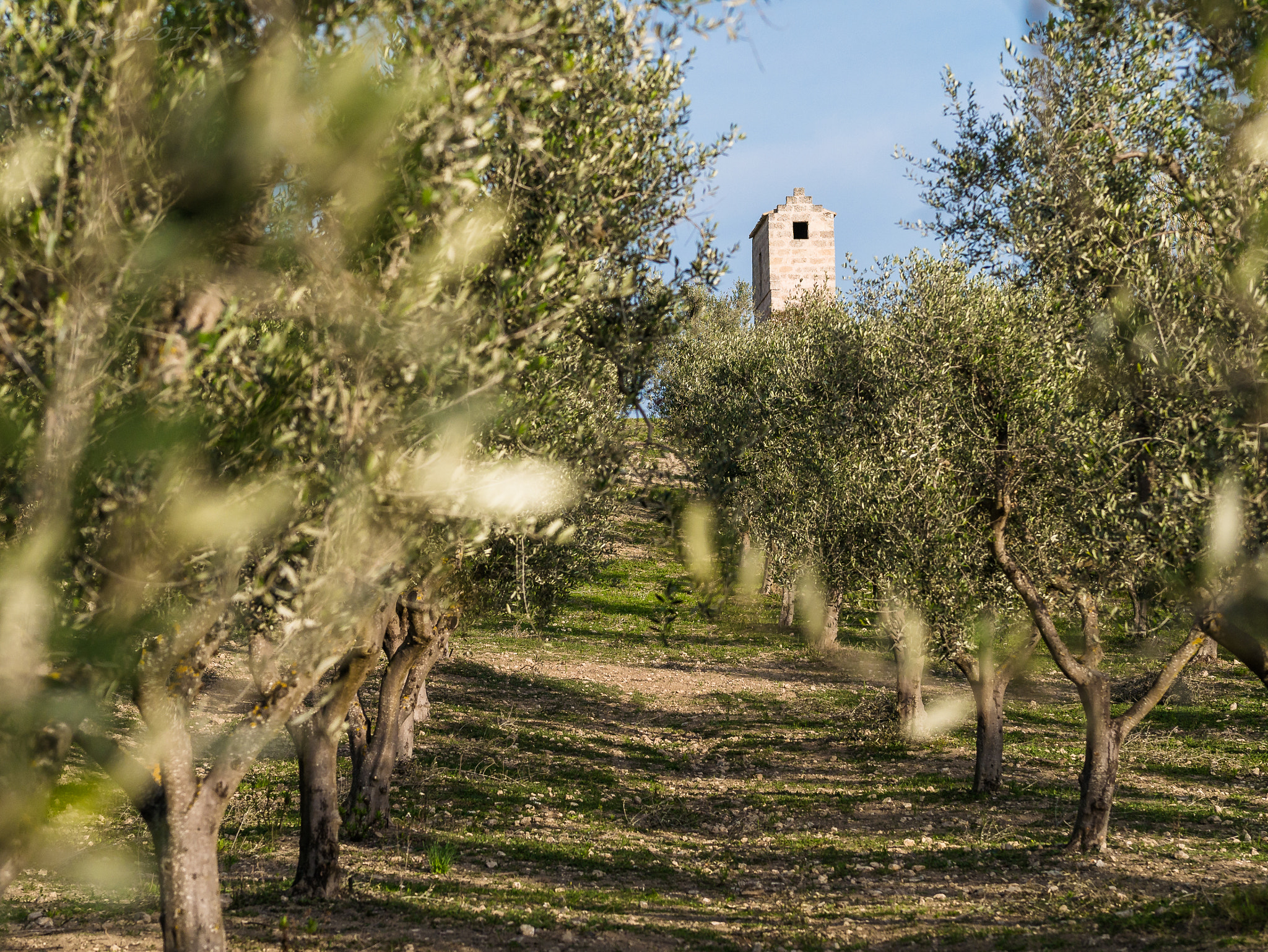 Panasonic Lumix DMC-GX7 sample photo. Apulian country of olive trees photography