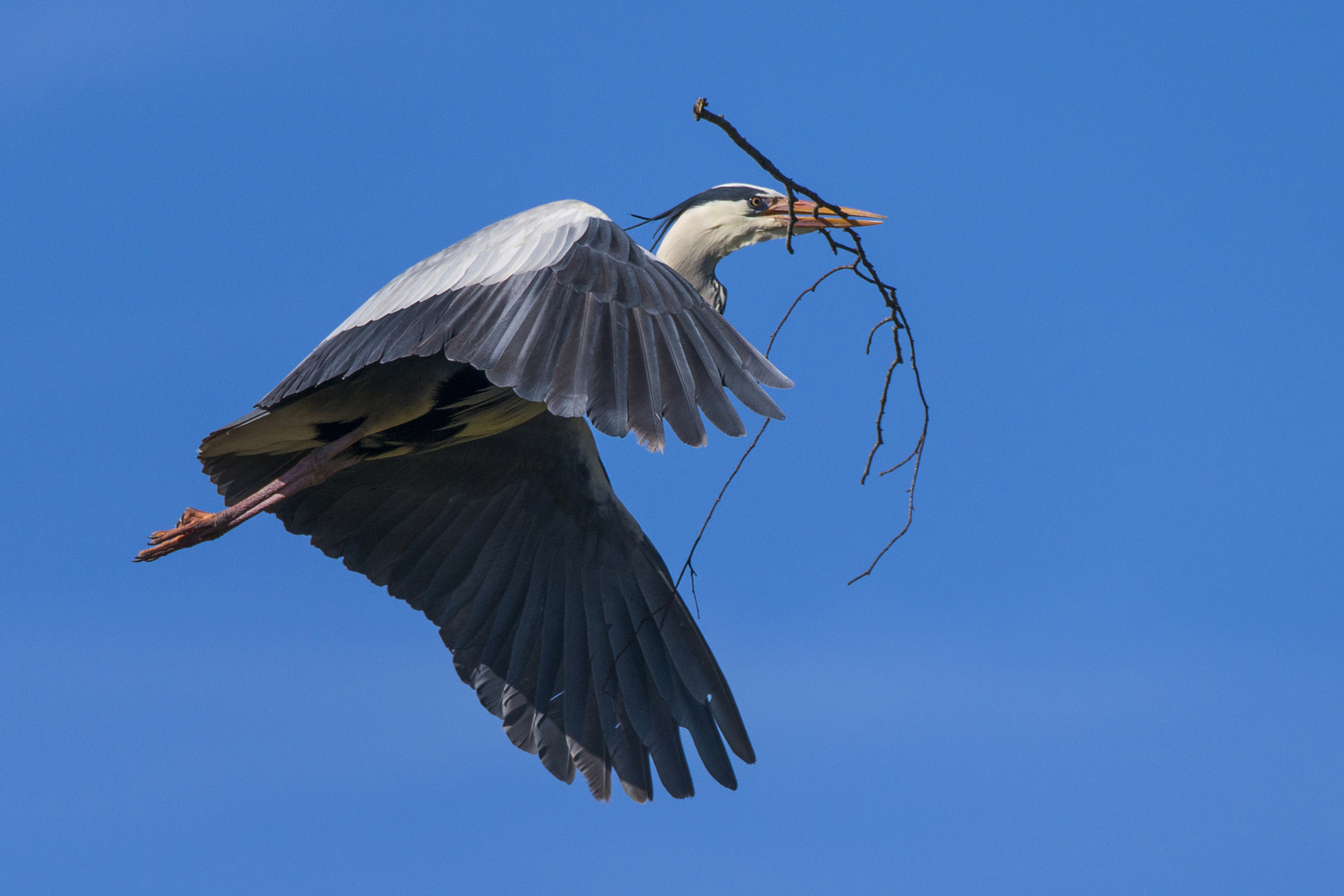 Sigma 150-600mm F5-6.3 DG OS HSM | S sample photo. Ardea cinerea photography