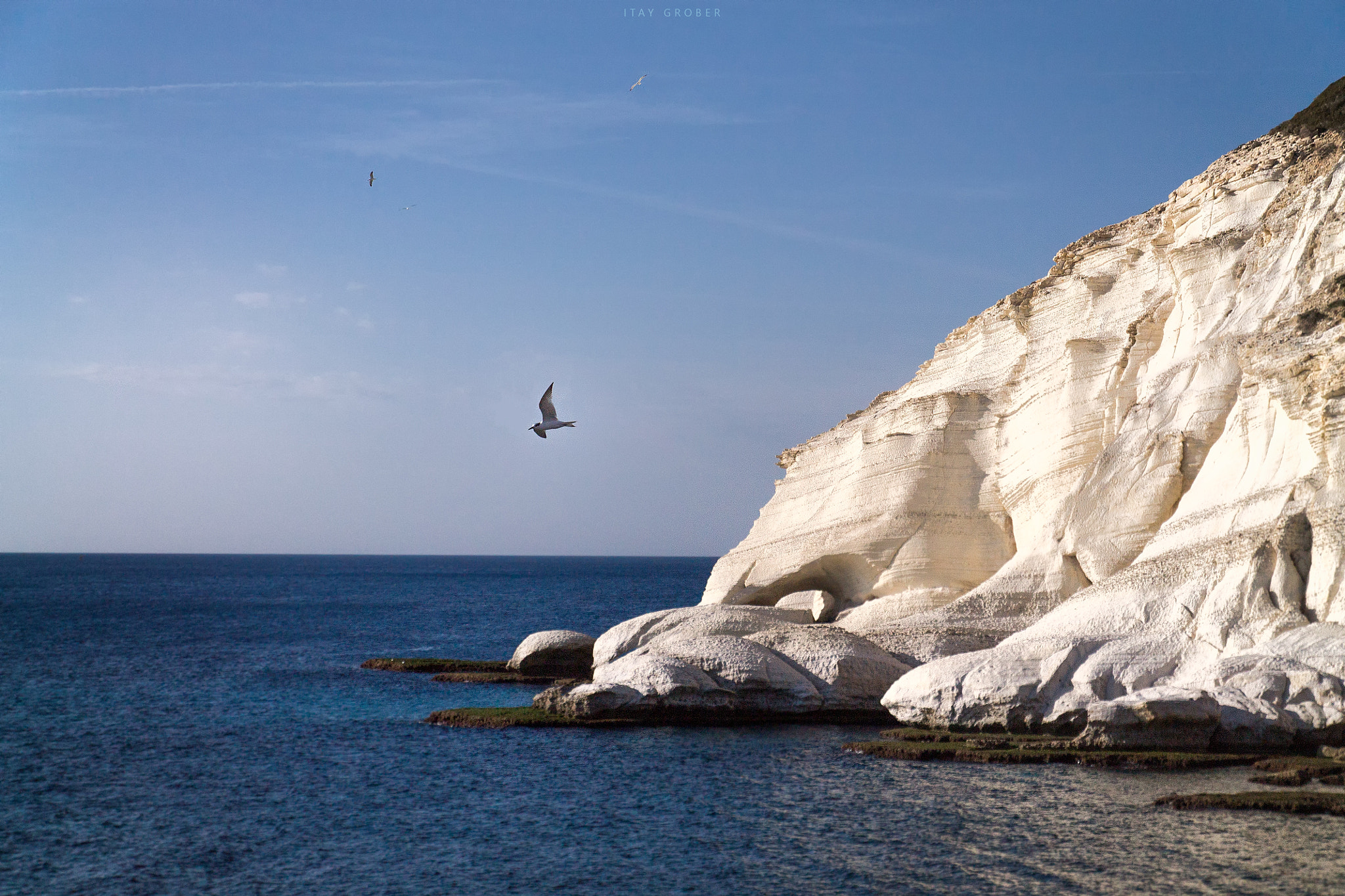 Canon EF-S 17-55mm F2.8 IS USM sample photo. Seagull photography