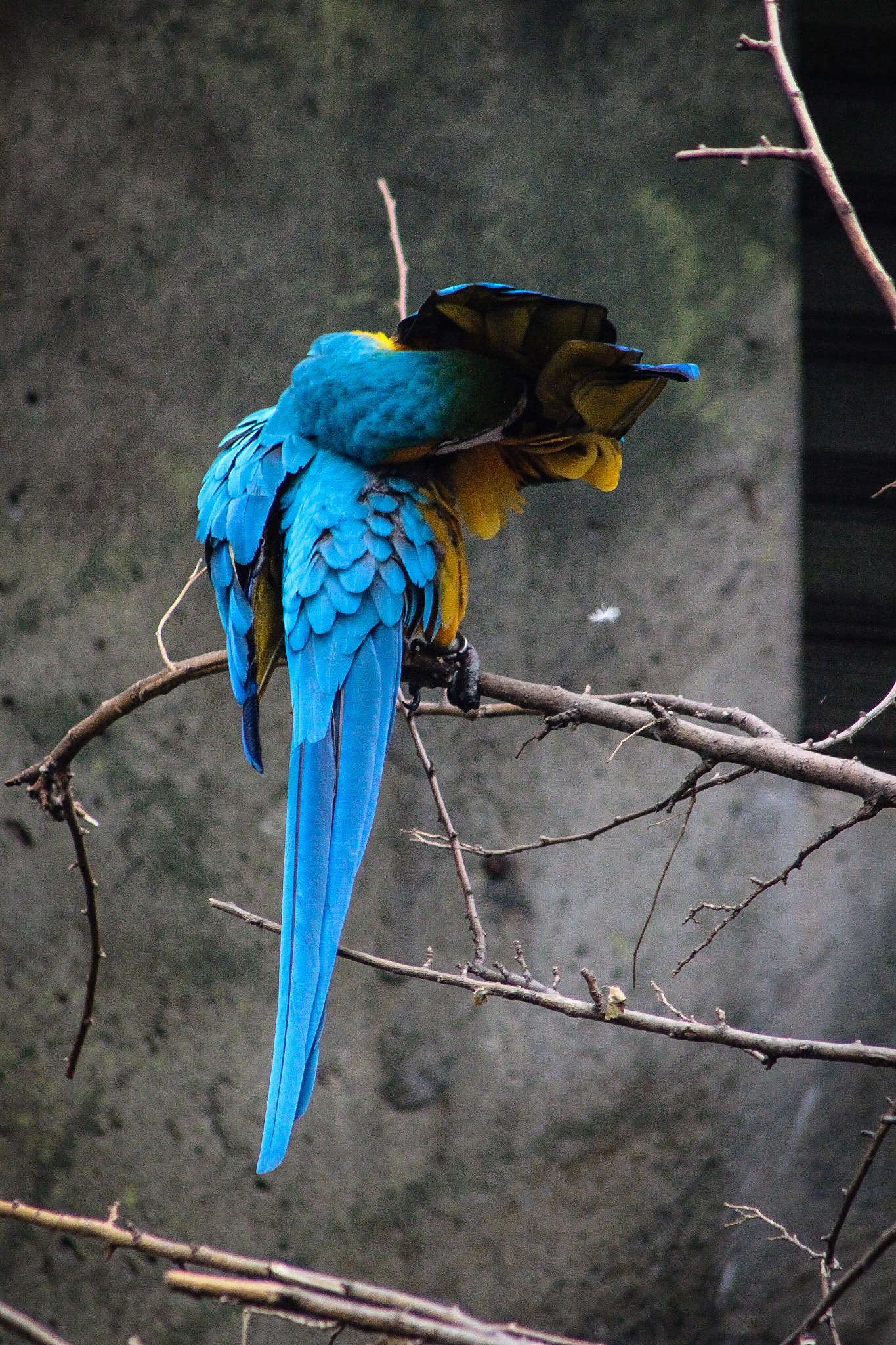 Canon EOS 600D (Rebel EOS T3i / EOS Kiss X5) + EF75-300mm f/4-5.6 sample photo. Blue macaw photography