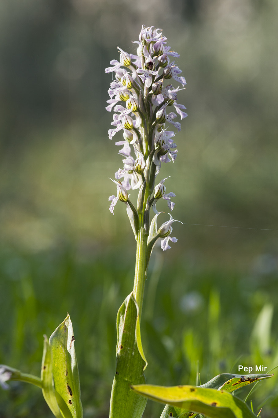 Sony a99 II sample photo. Orquidea (orchis conica) photography