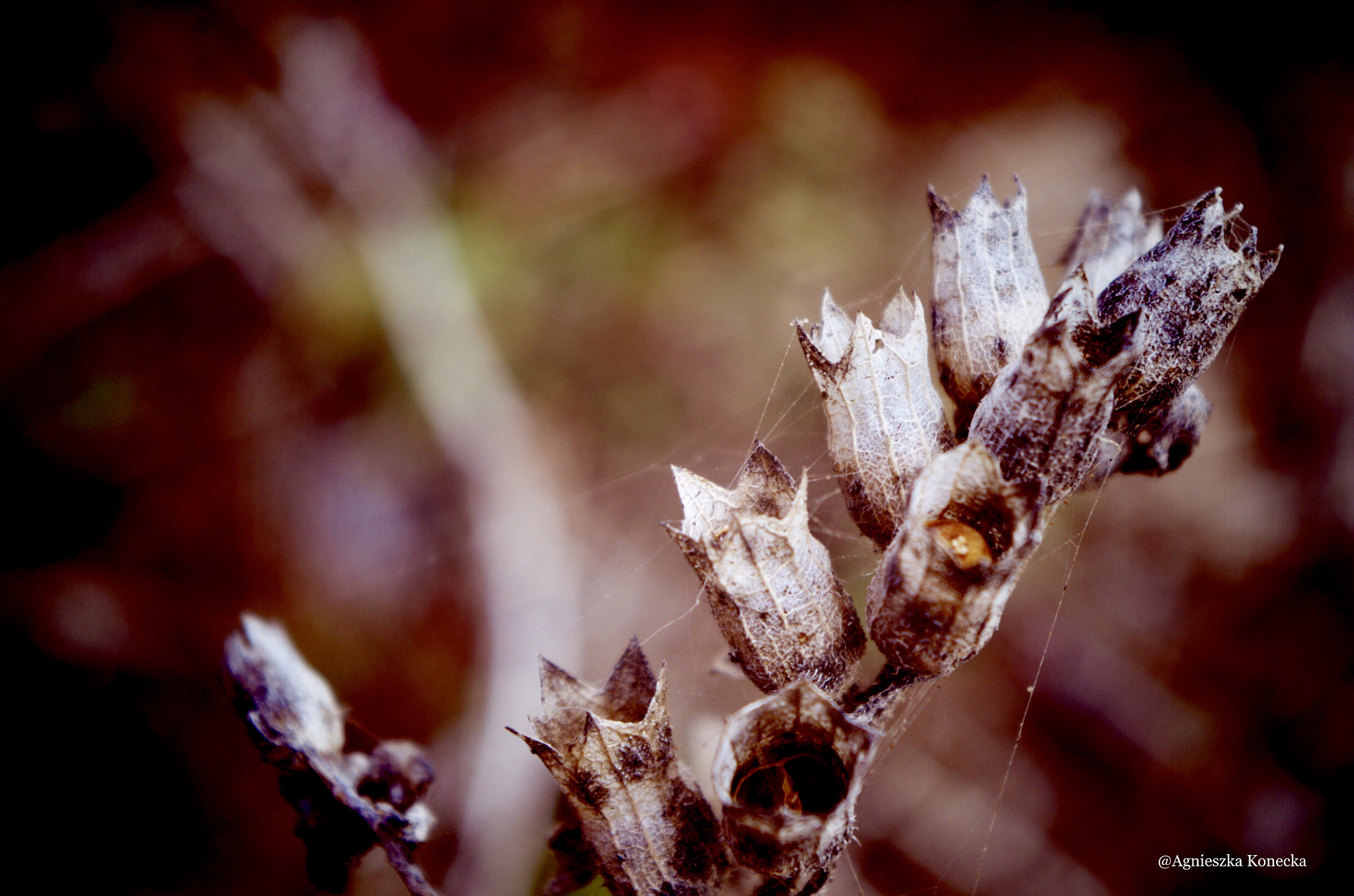 Pentax K-50 sample photo. Memory ... dreams photography