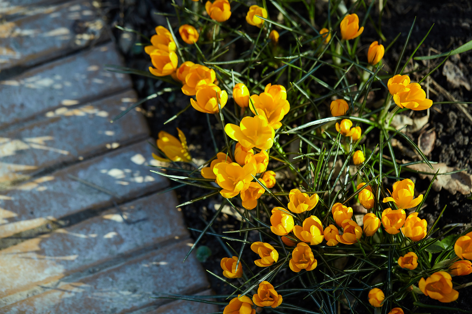 Canon EF 100mm F2.8L Macro IS USM sample photo. Ulsei photography