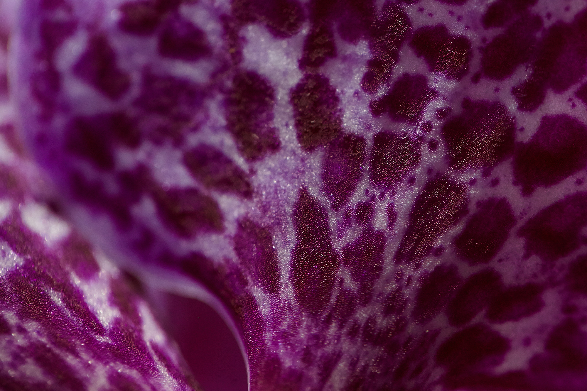 Canon EF 100mm F2.8L Macro IS USM sample photo. Ulsei photography