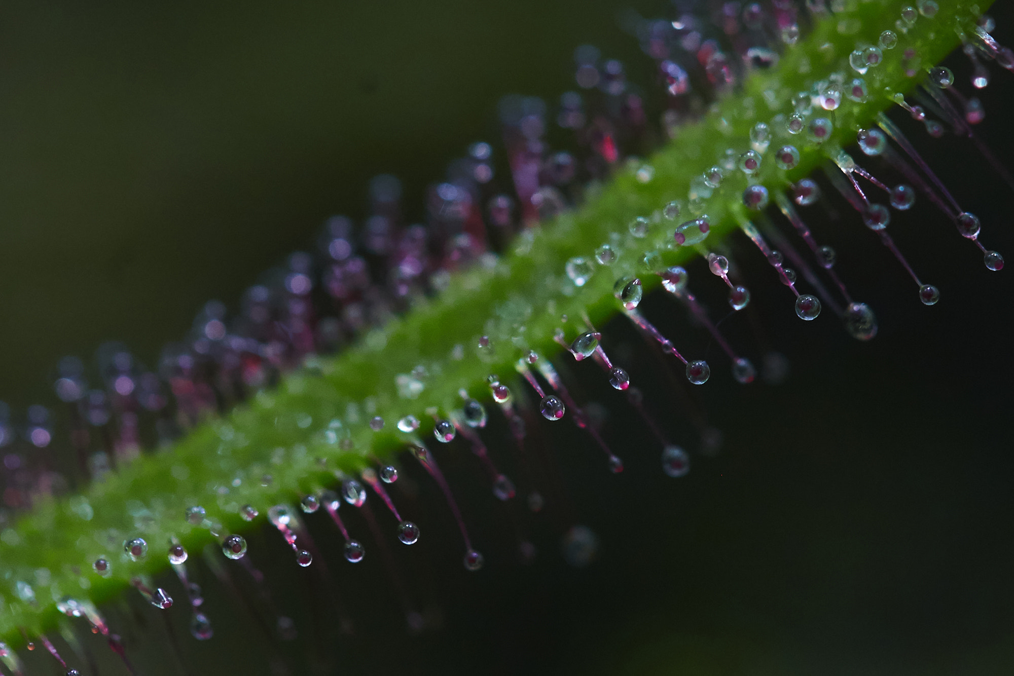 Canon EF 100mm F2.8L Macro IS USM sample photo. Ulsei photography
