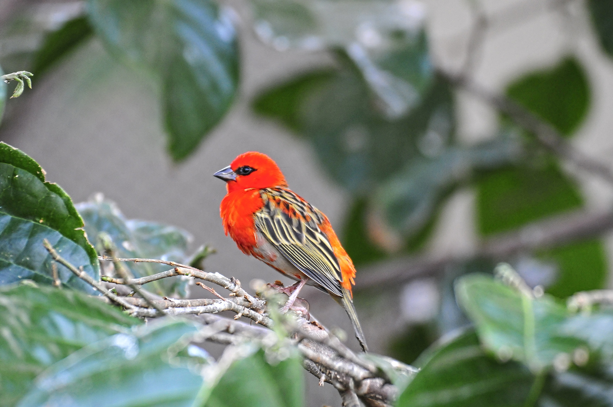 Nikon D300 sample photo. United colours of nature =) photography