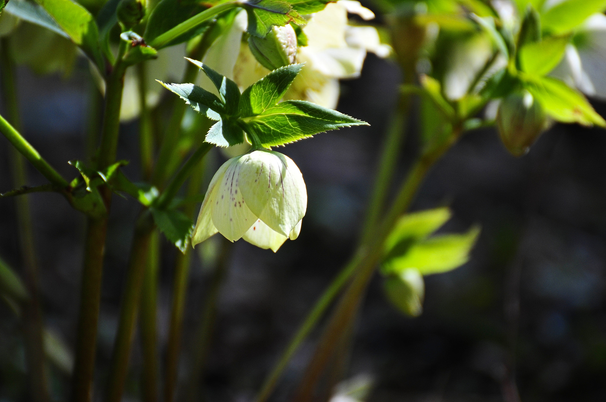 Nikon D300 sample photo. Spring is coming up photography