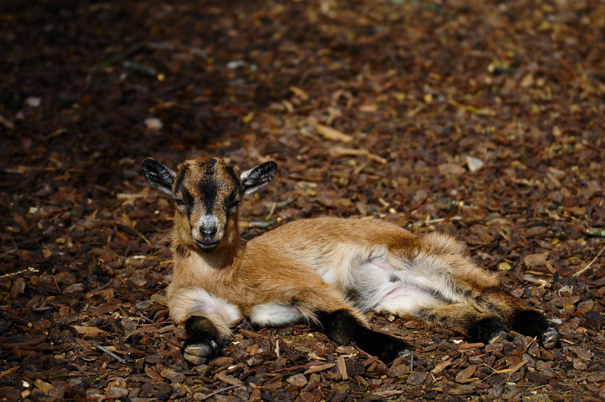 Nikon D300 sample photo. What? i´m no meal! photography