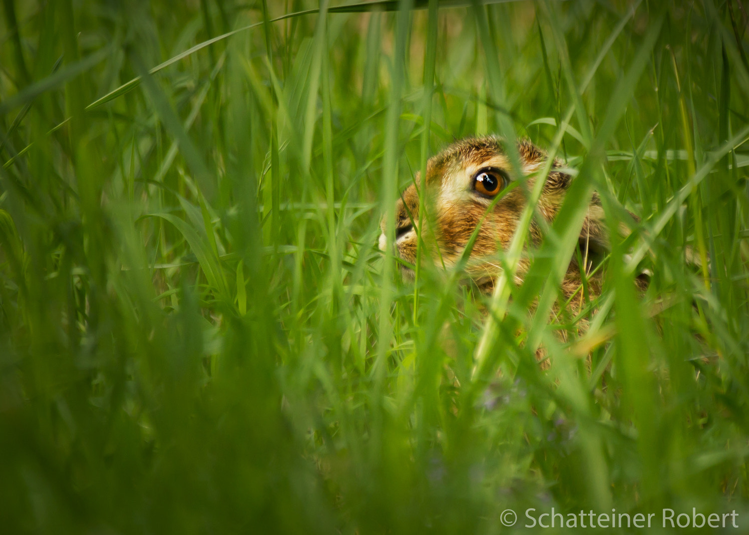 Canon EF 70-200mm F2.8L IS II USM sample photo. Hare photography