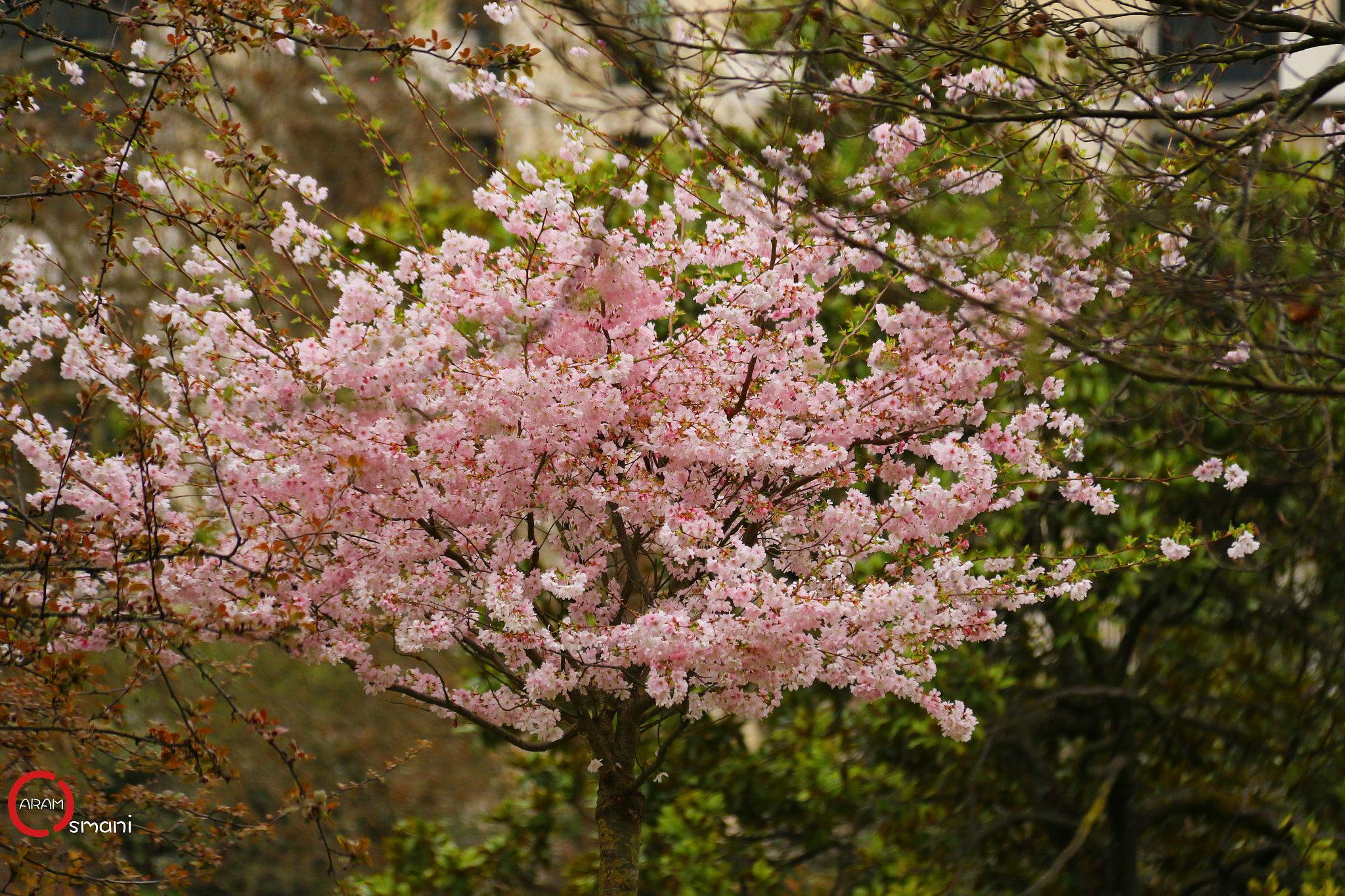 Canon EF-S 18-200mm F3.5-5.6 IS sample photo. Ca photography