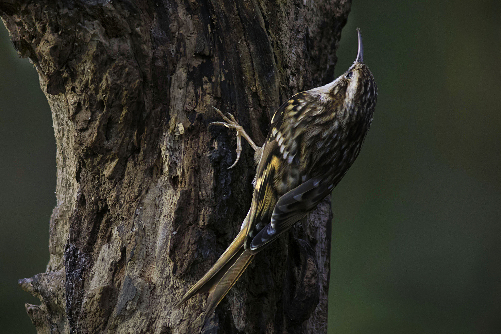 Canon EOS 7D Mark II + Canon EF 400mm F5.6L USM sample photo. The tree and the bird photography