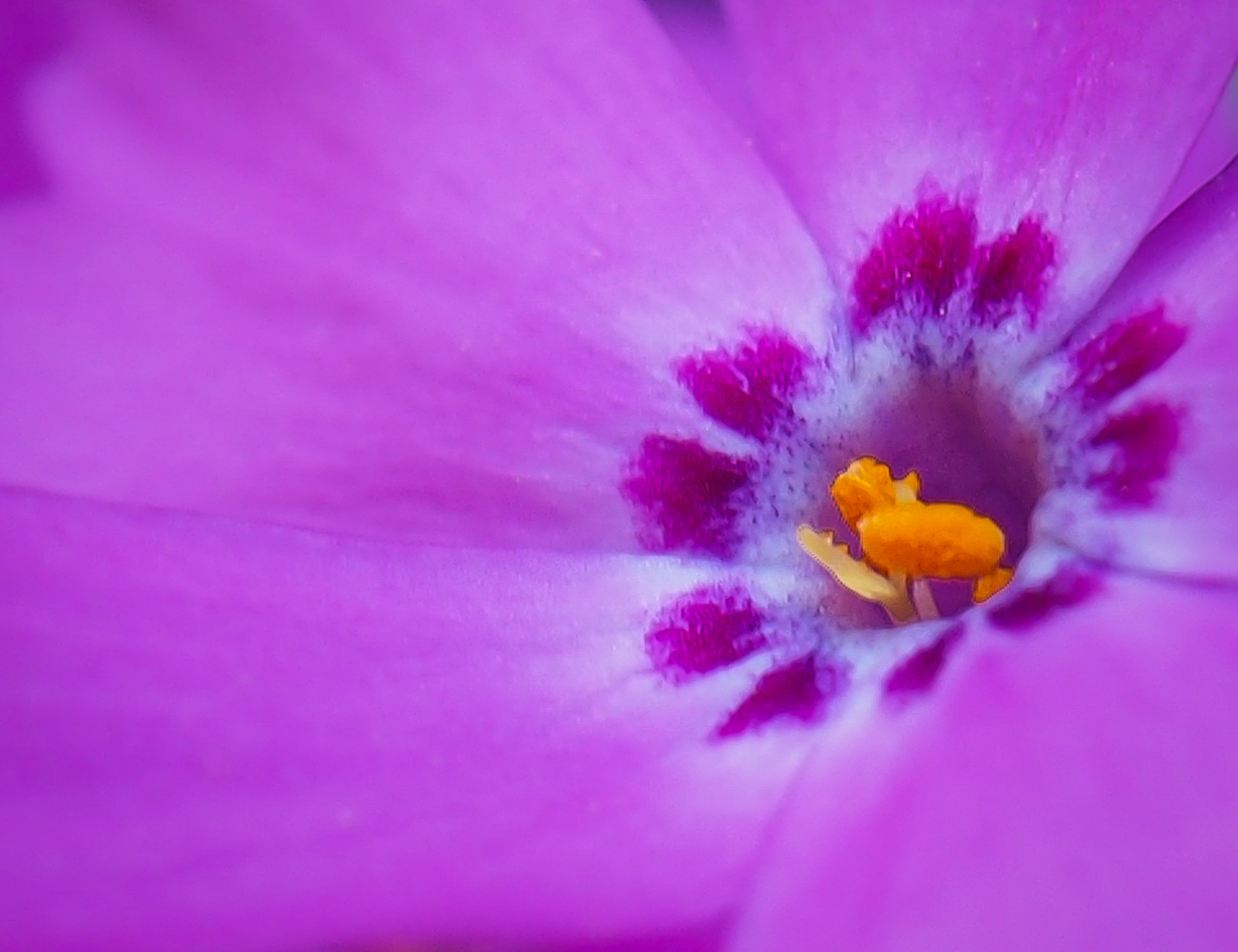 Olympus OM-D E-M5 sample photo. Creeping phlox photography