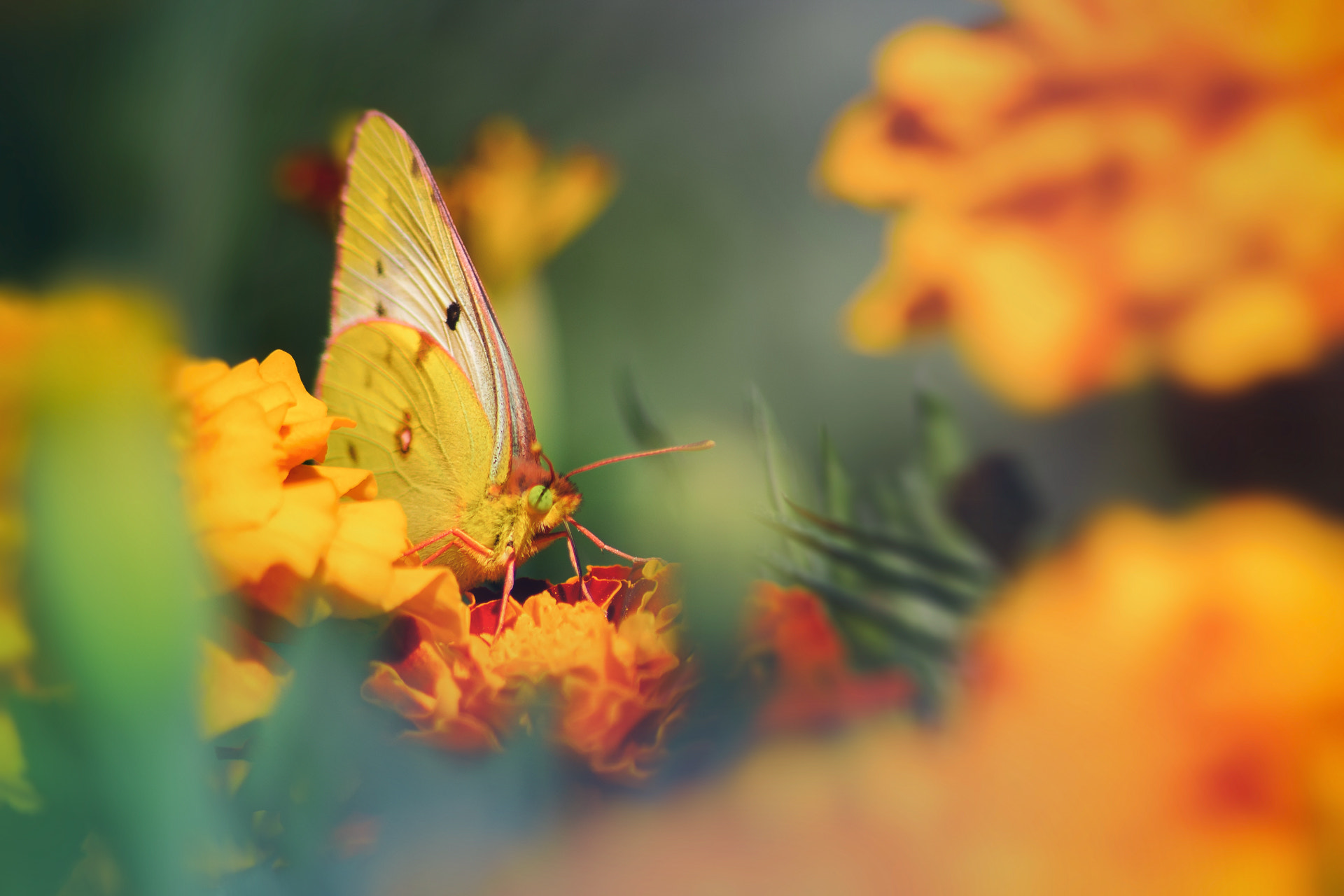 Canon EOS 60D sample photo. 1597887.jpg photography