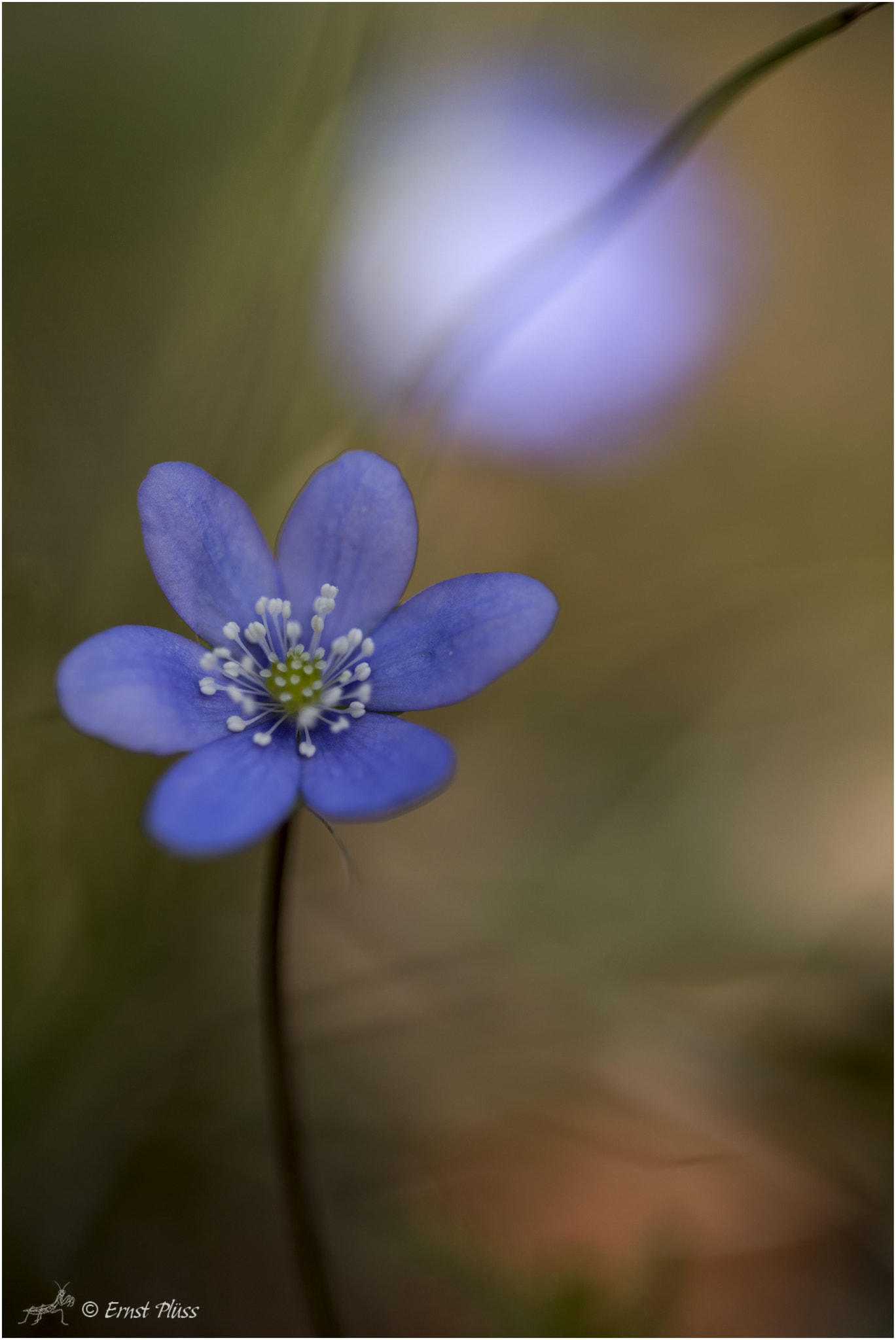 Nikon D810 + Sigma 150mm F2.8 EX DG OS Macro HSM sample photo. Hepatica nobilis photography