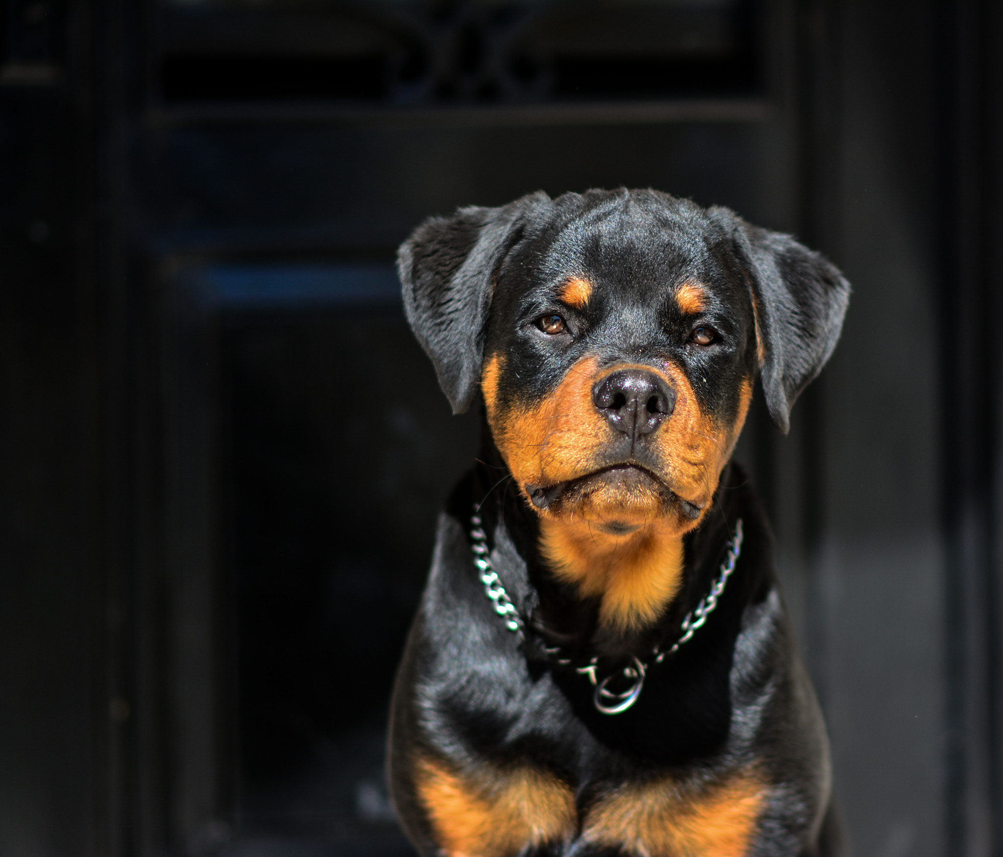 Nikon D5200 + Nikon AF-S Nikkor 85mm F1.8G sample photo. Rottweiler dog photography