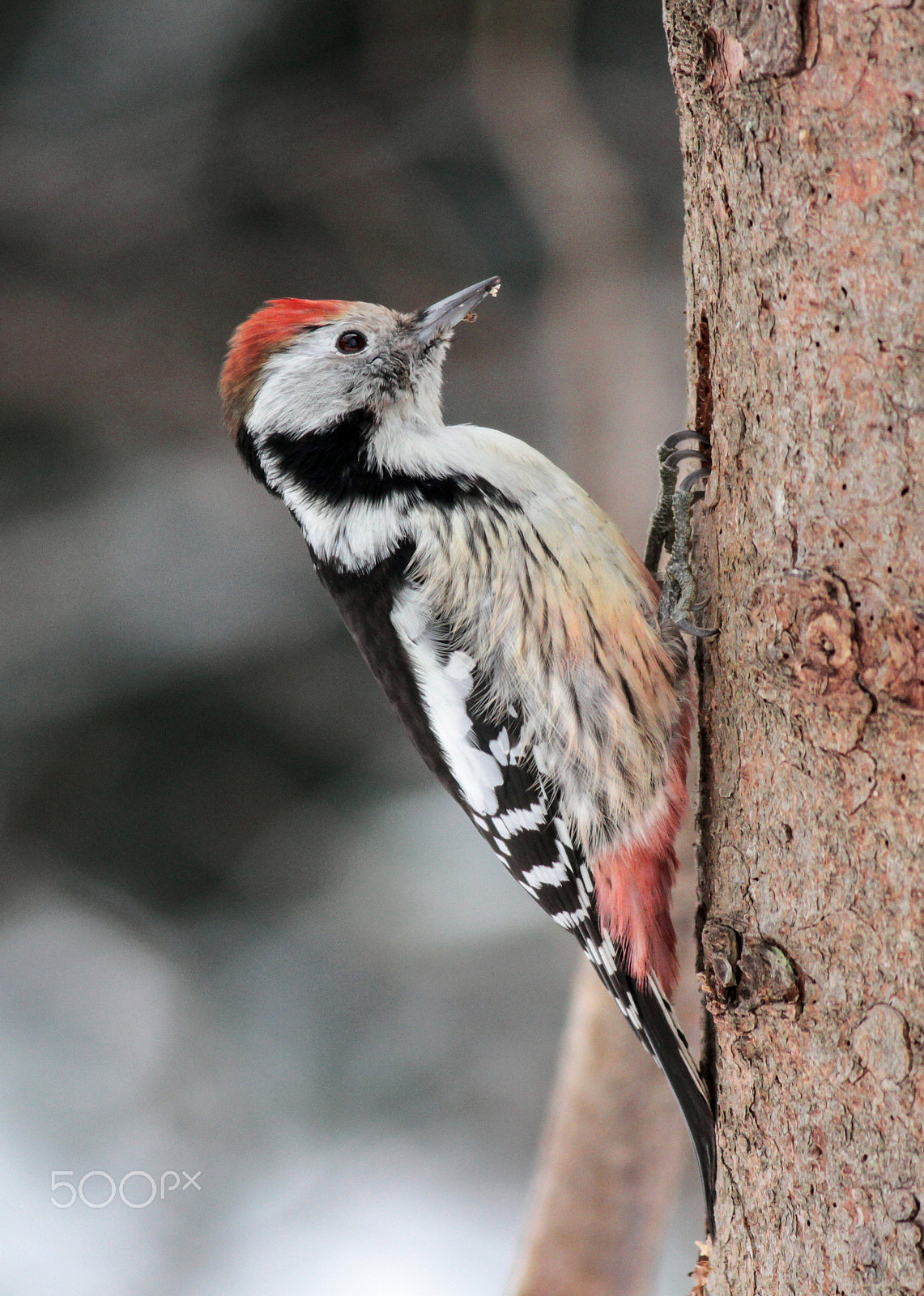 Canon EOS 7D + Canon EF 400mm F5.6L USM sample photo. Middle spotted woodpecker photography