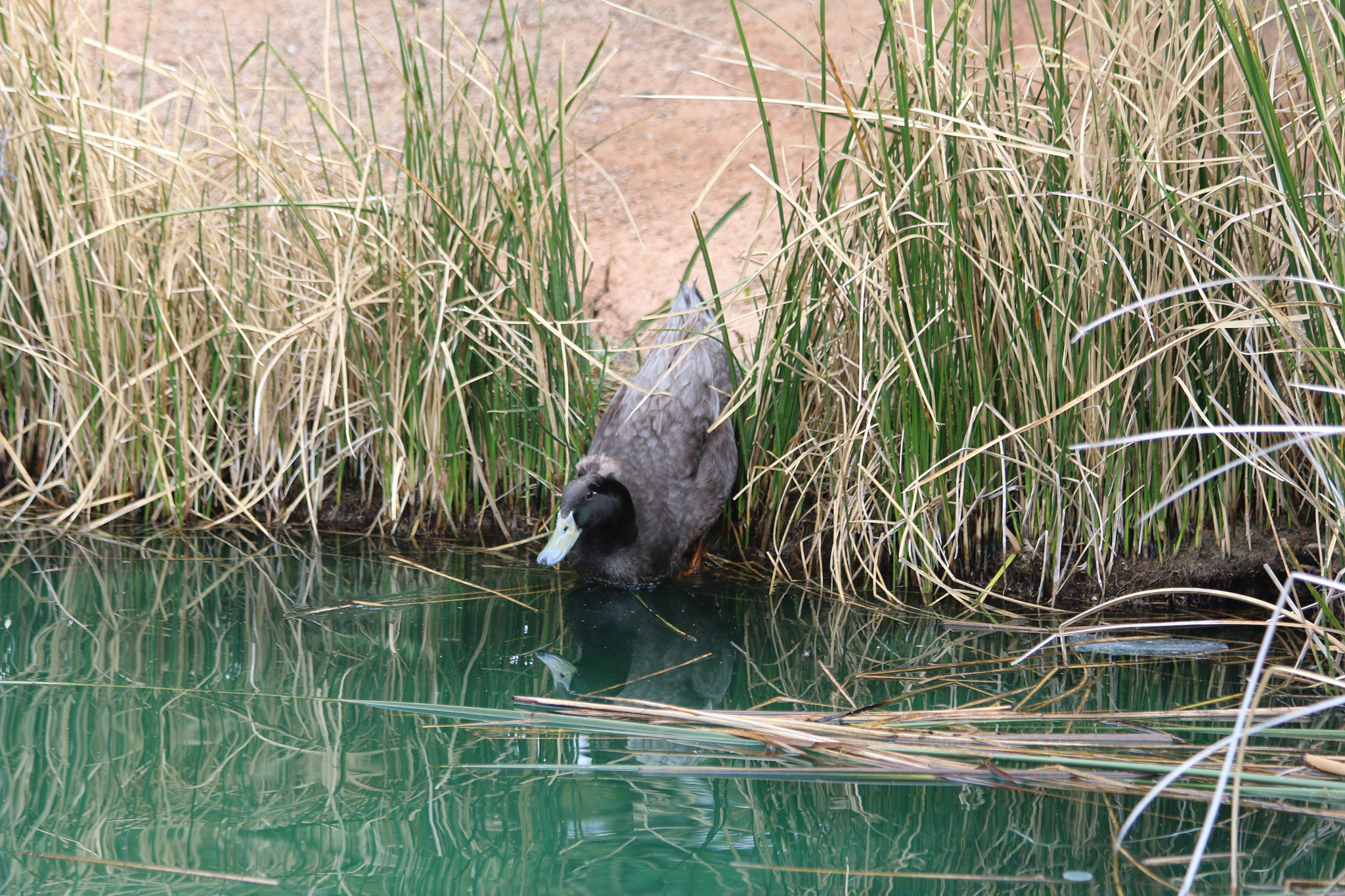Canon EF 70-300mm F4-5.6 IS USM sample photo. Crested duck photography