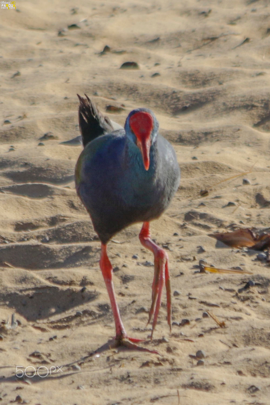 Canon EF 70-300mm F4-5.6 IS USM sample photo. Purple swamphen-دجاجة الماء الأرجوانية photography