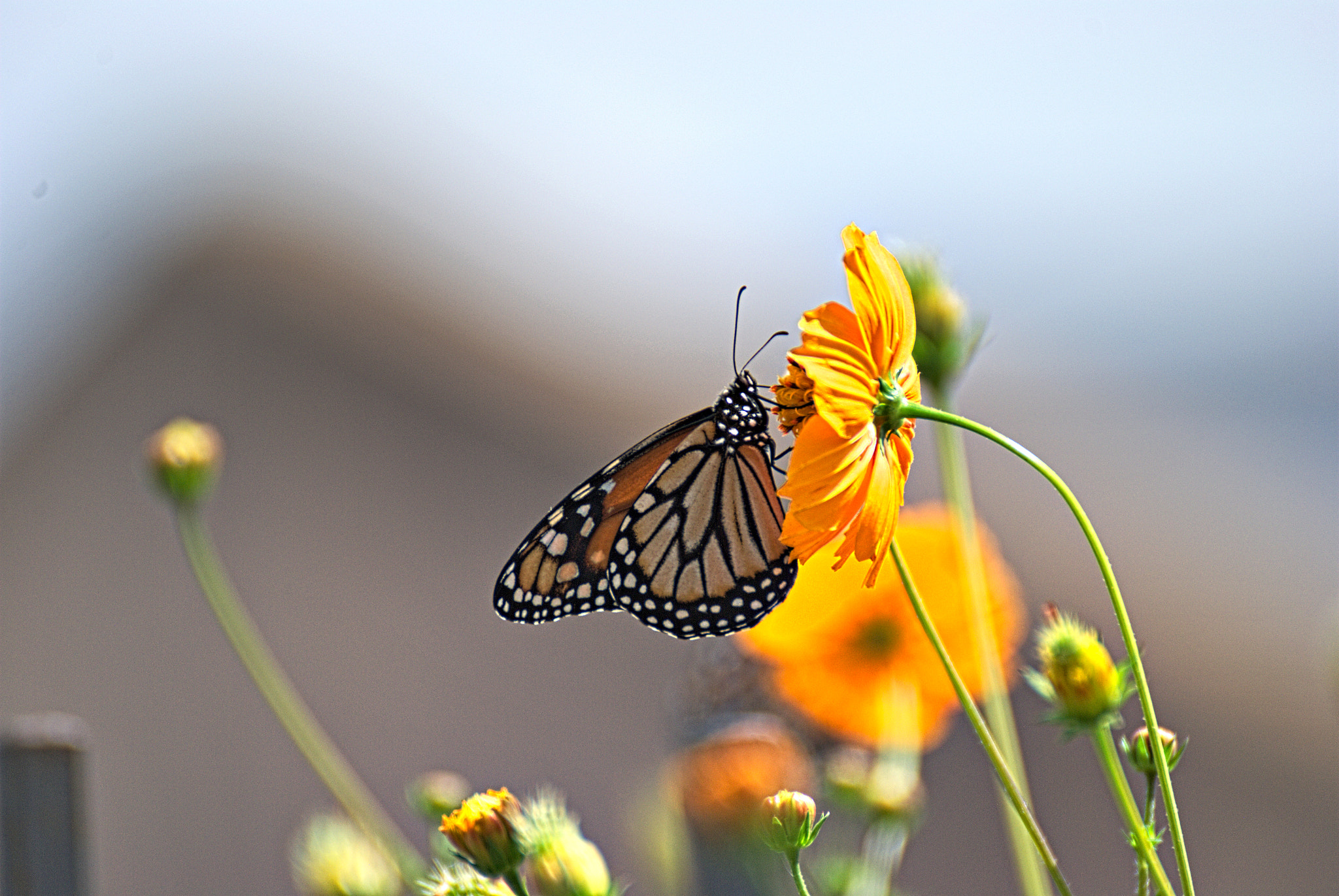 Nikon D3000 + Tamron SP 70-300mm F4-5.6 Di VC USD sample photo. Monarch butterfly photography