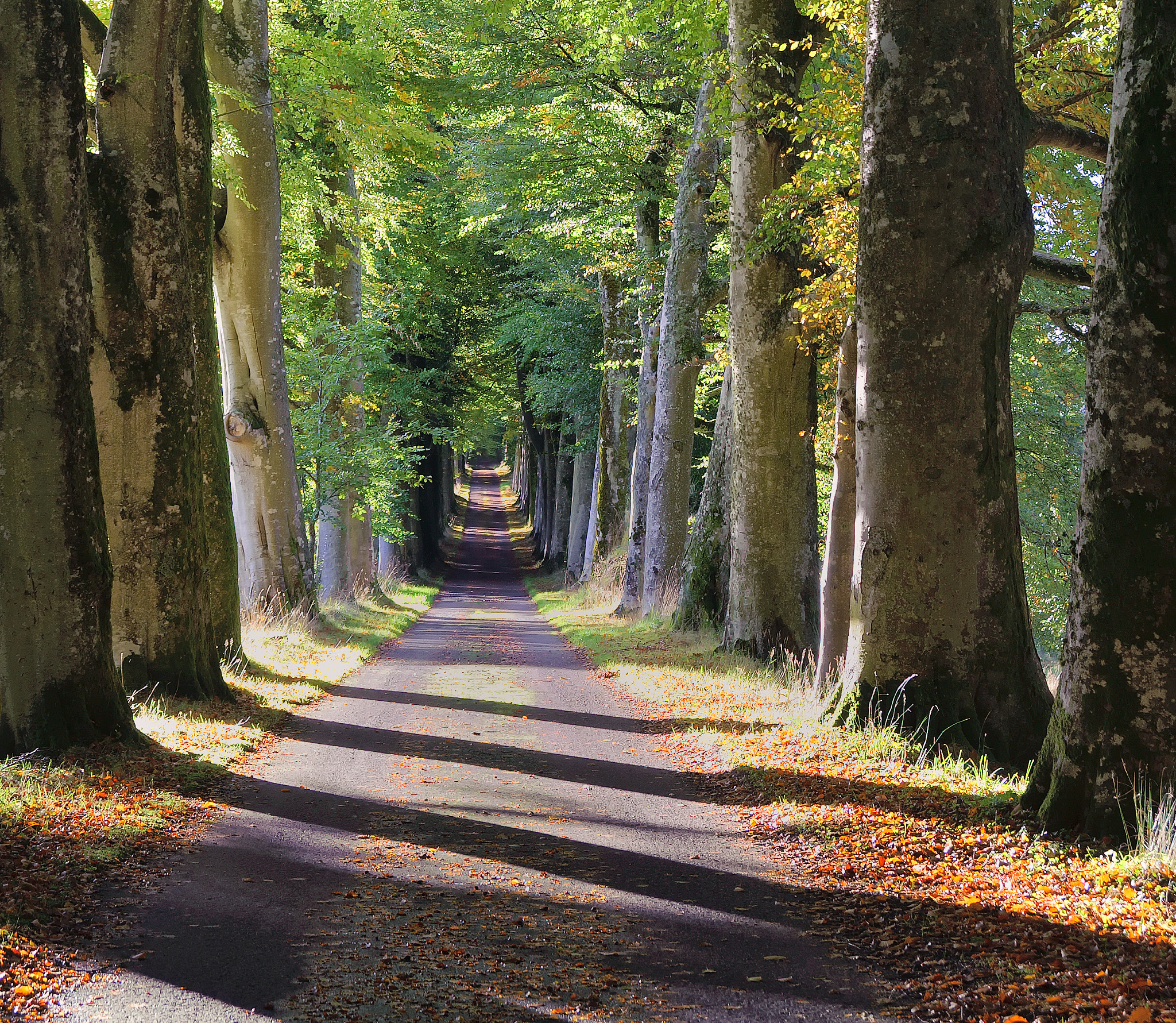 AF Zoom-Nikkor 28-80mm f/3.3-5.6G sample photo. Autumn avenue photography
