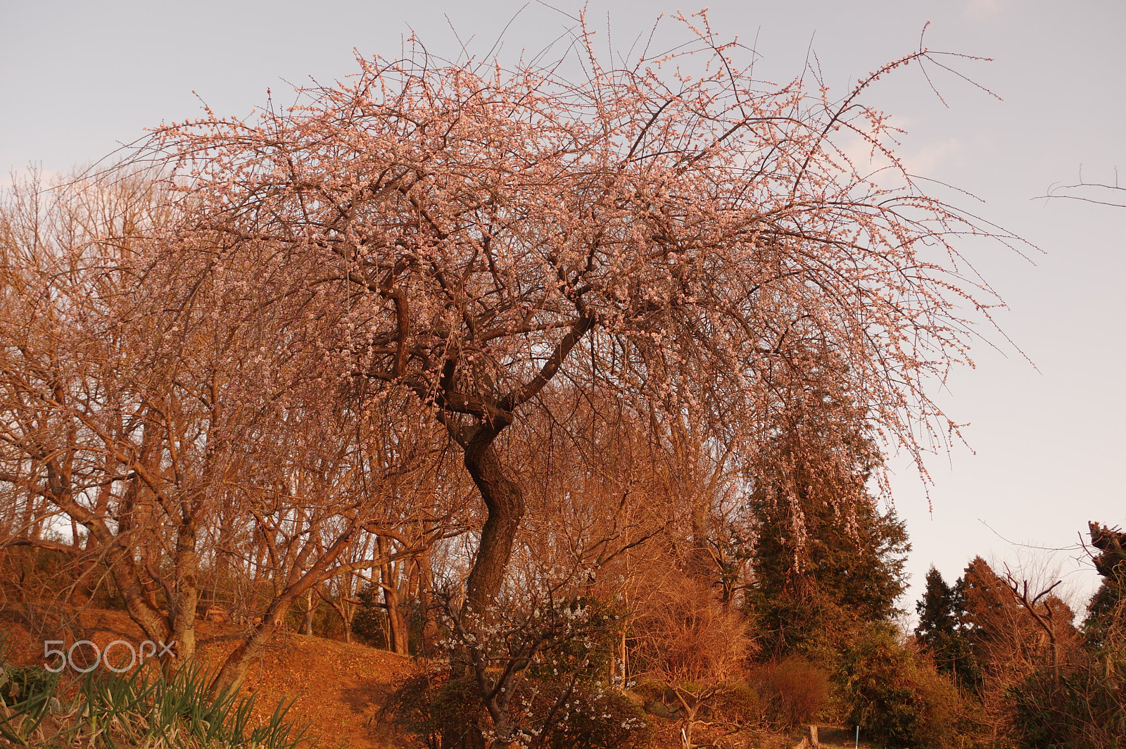 smc PENTAX-DA L 18-55mm F3.5-5.6 sample photo. Dangling plum photography