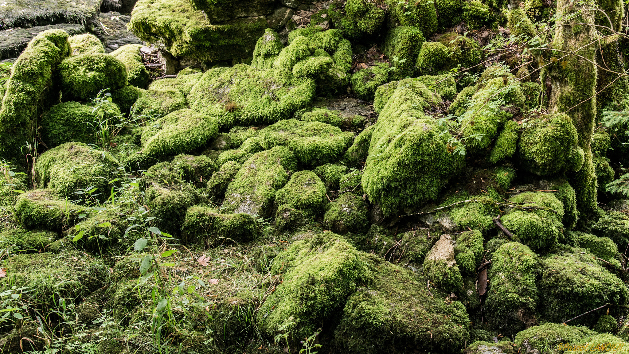Nikon AF-S Nikkor 24-120mm F4G ED VR sample photo. Green moss photography