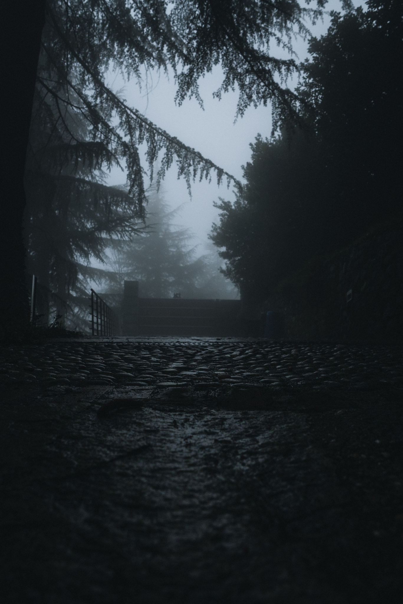 Sigma 24-70mm F2.8 EX DG HSM sample photo. Fog in the woods photography