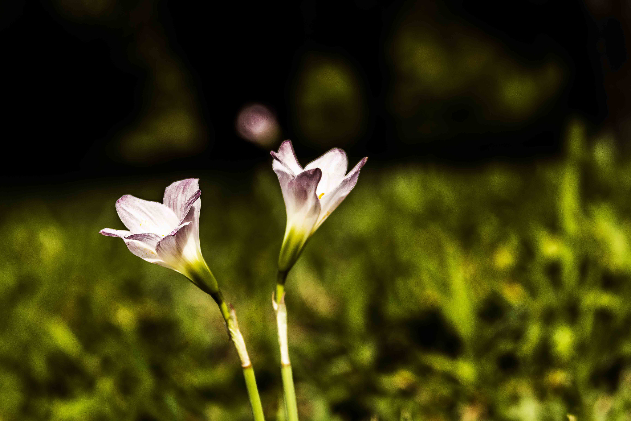 Canon EF 28-135mm F3.5-5.6 IS USM sample photo. Dupla photography
