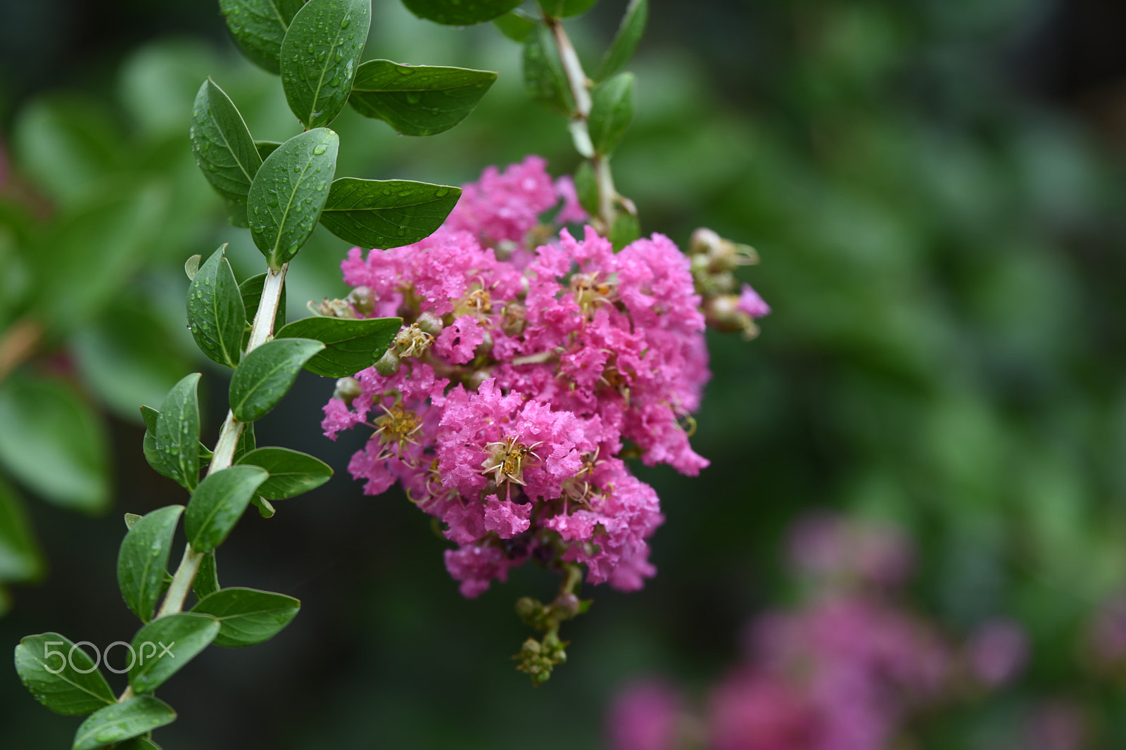 Tamron SP 70-200mm F2.8 Di VC USD sample photo. Rest in peace photography