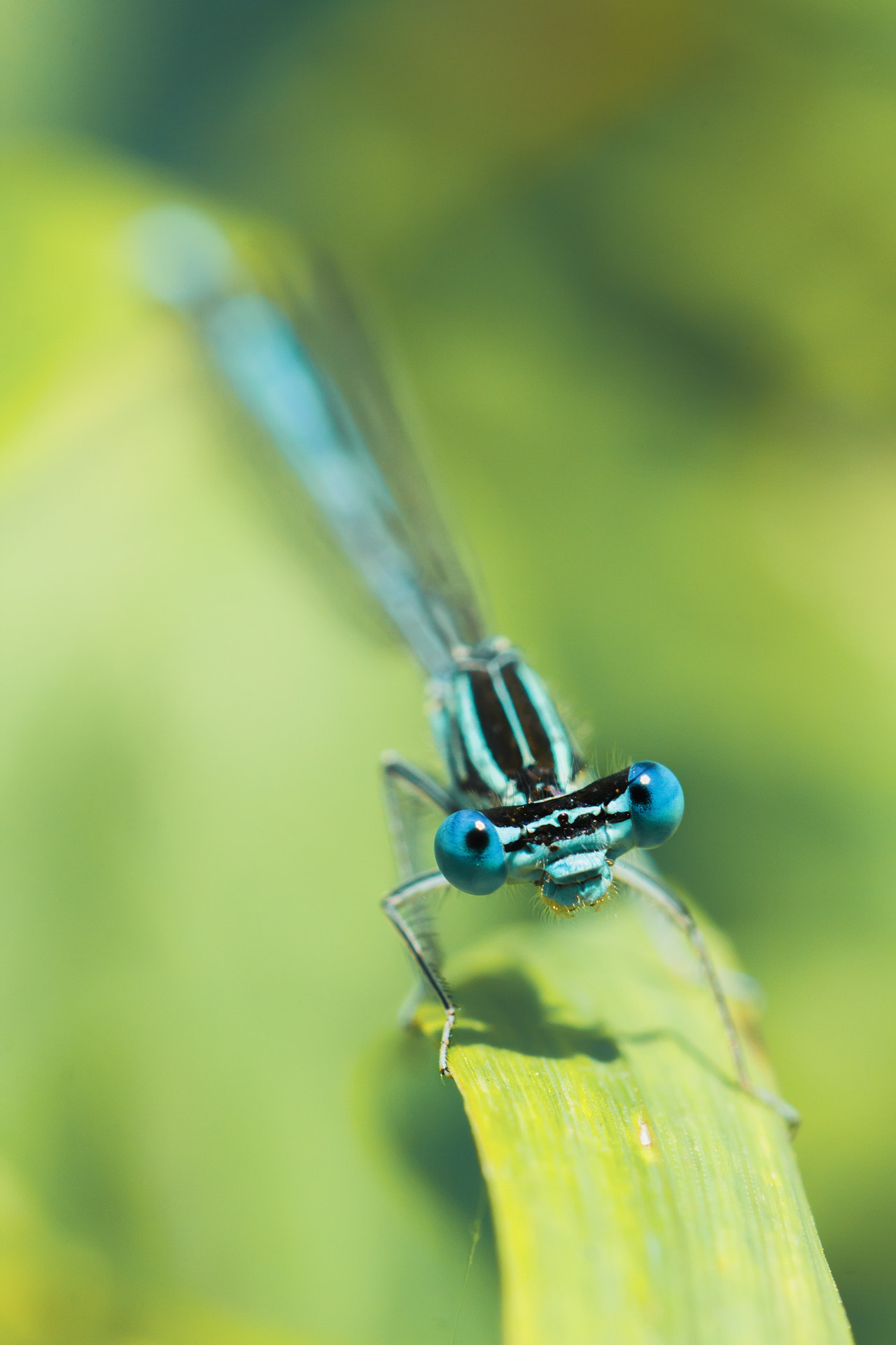Tamron SP AF 90mm F2.8 Di Macro sample photo. Cdfeaborig photography