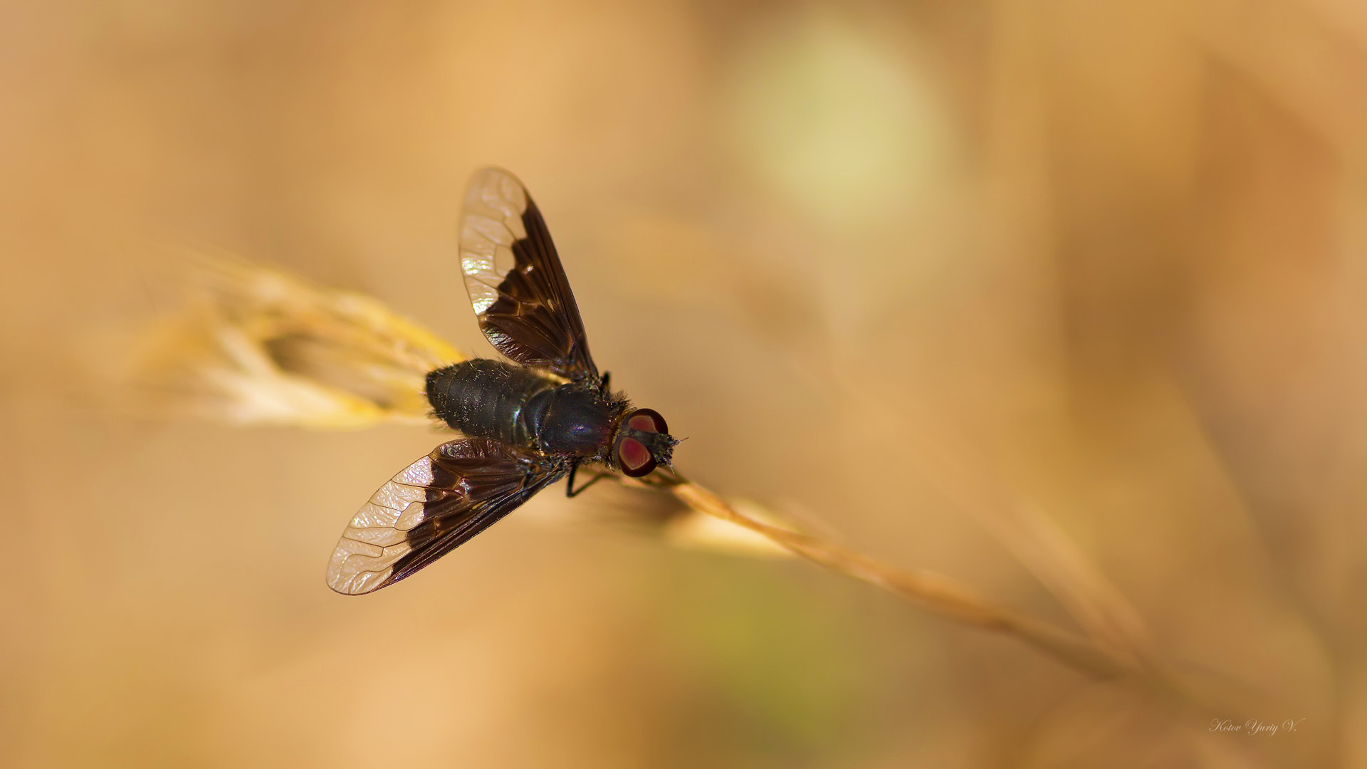 Canon EOS 60D + Tamron SP AF 90mm F2.8 Di Macro sample photo. Cbbborig photography