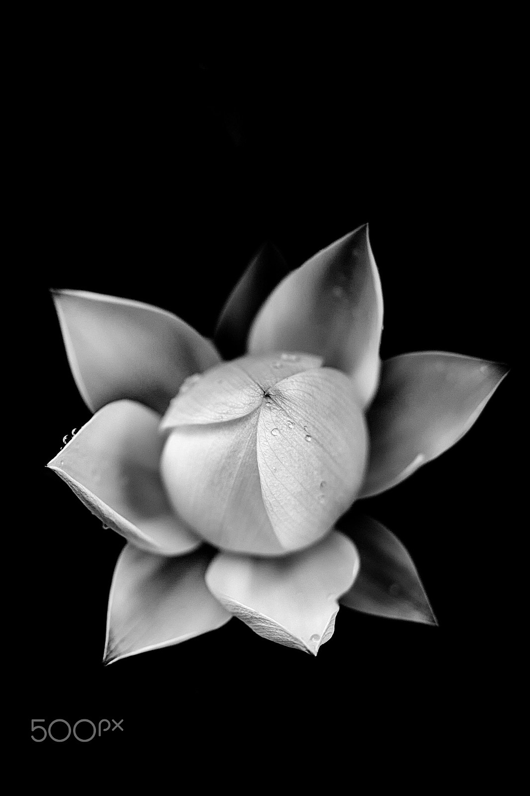 Sony a7 II + Sony FE 90mm F2.8 Macro G OSS sample photo. Innocence (black) photography