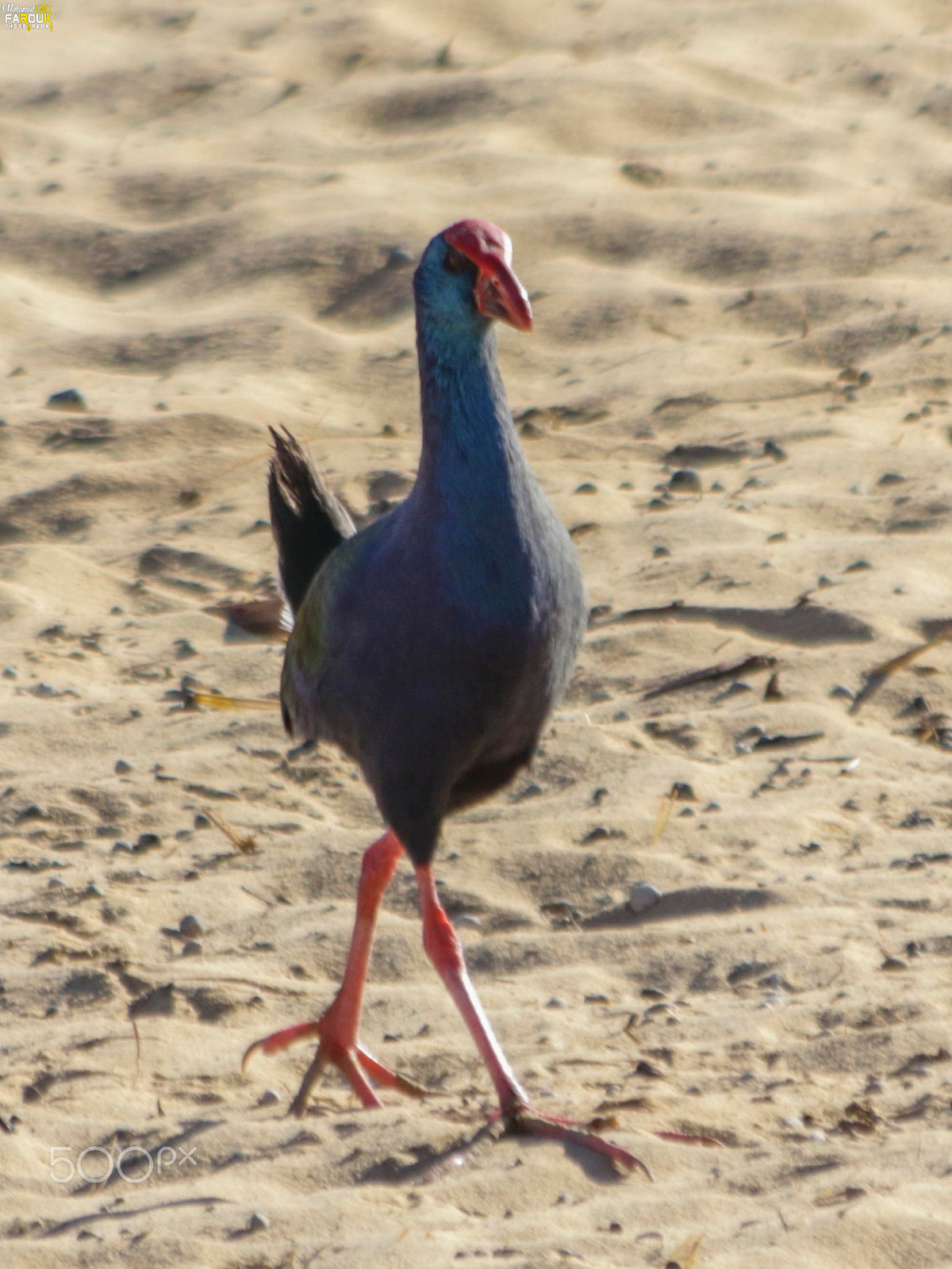 Canon EF 70-300mm F4-5.6 IS USM sample photo. Purple swamphen-دجاجة الماء الأرجوانية photography