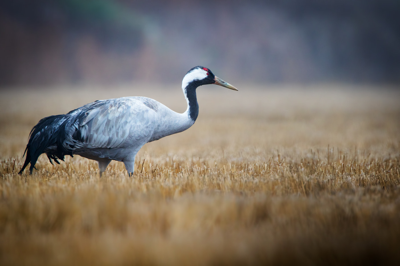 Canon EOS 7D Mark II + Canon EF 500mm F4L IS USM sample photo. Common crane photography