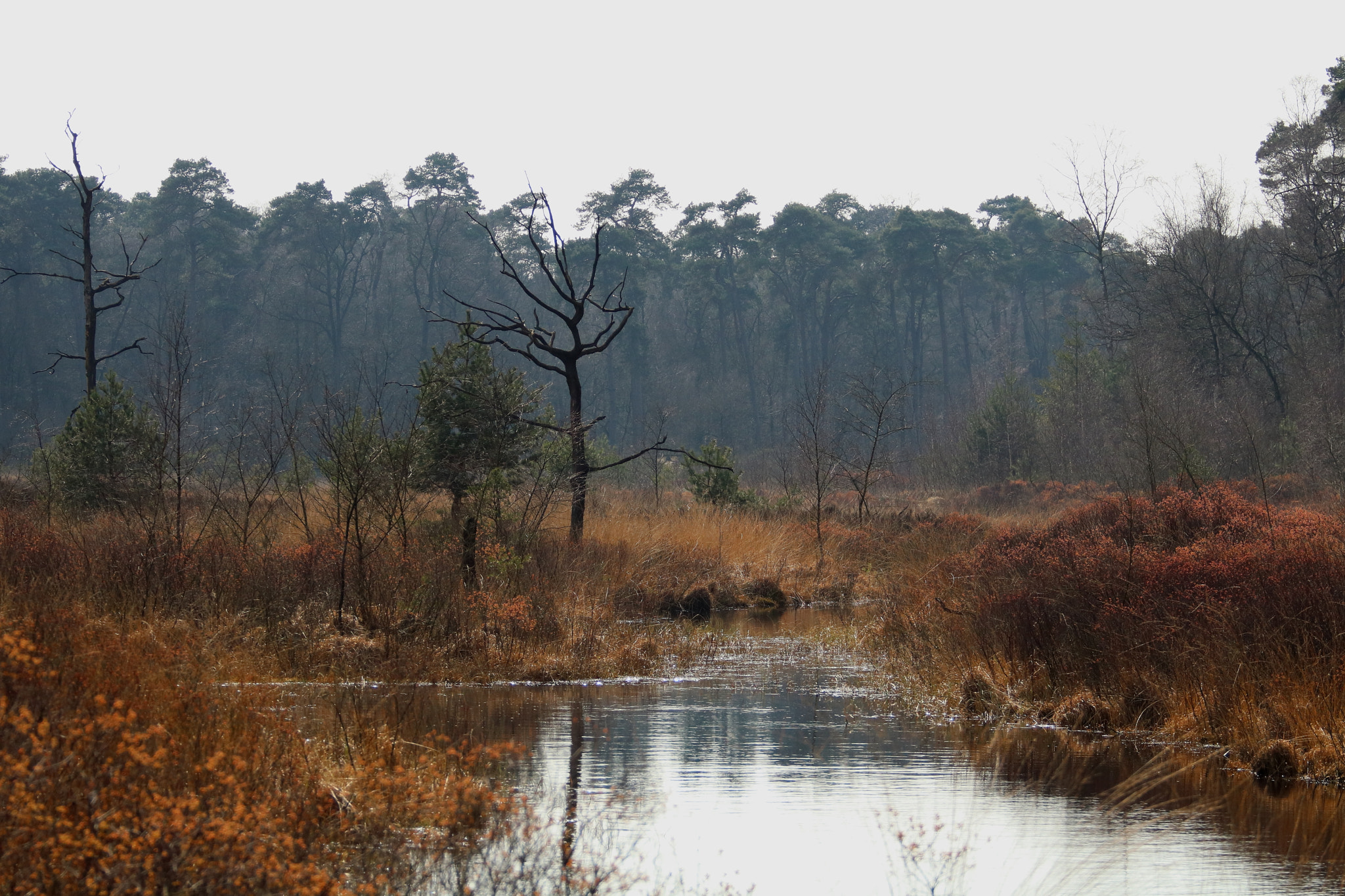 Canon EOS 750D (EOS Rebel T6i / EOS Kiss X8i) sample photo. Wetlands photography