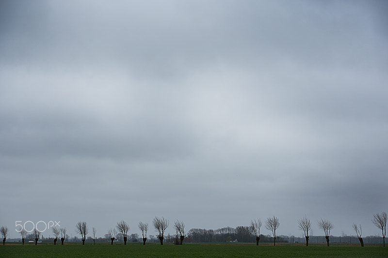 Nikon D7200 sample photo. My beloved flanders... photography