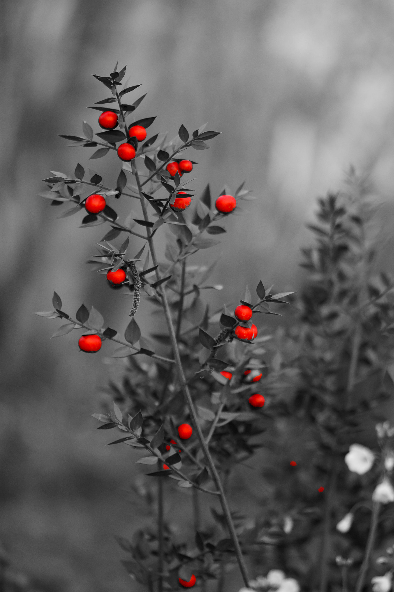 Sony SLT-A58 + 105mm F2.8 sample photo. Partiel photography