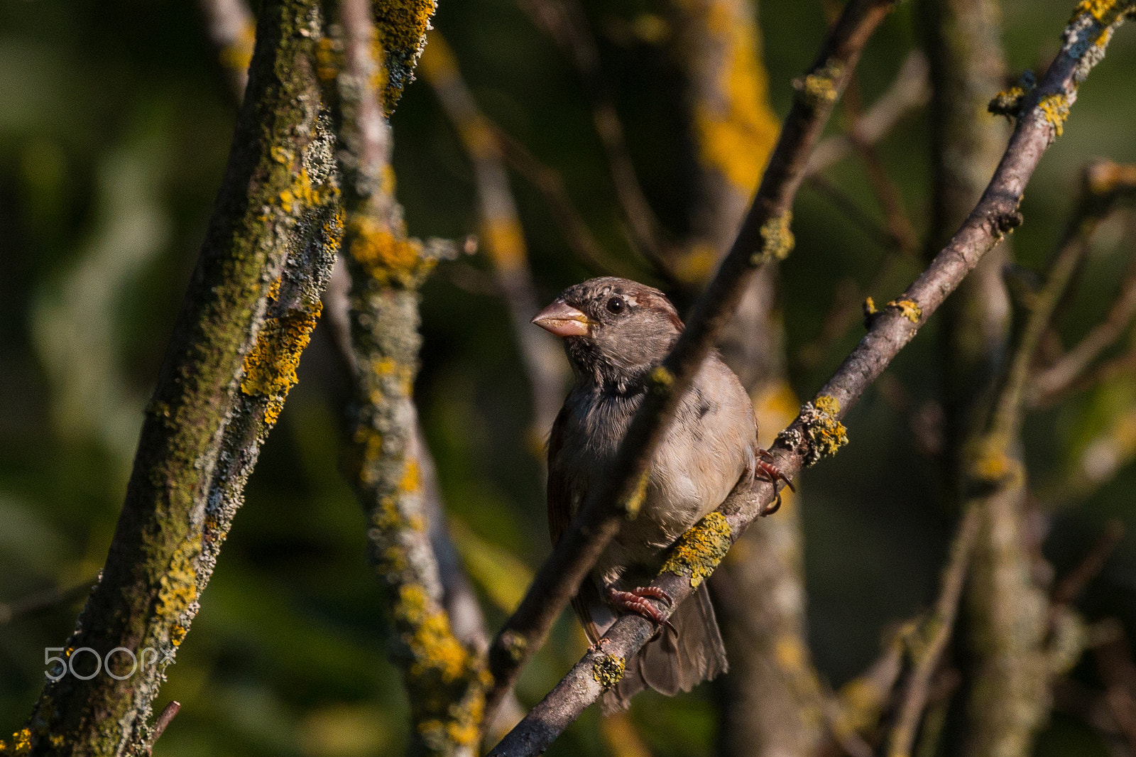 Canon EF 70-300mm F4-5.6L IS USM sample photo. Safespot in a bush photography