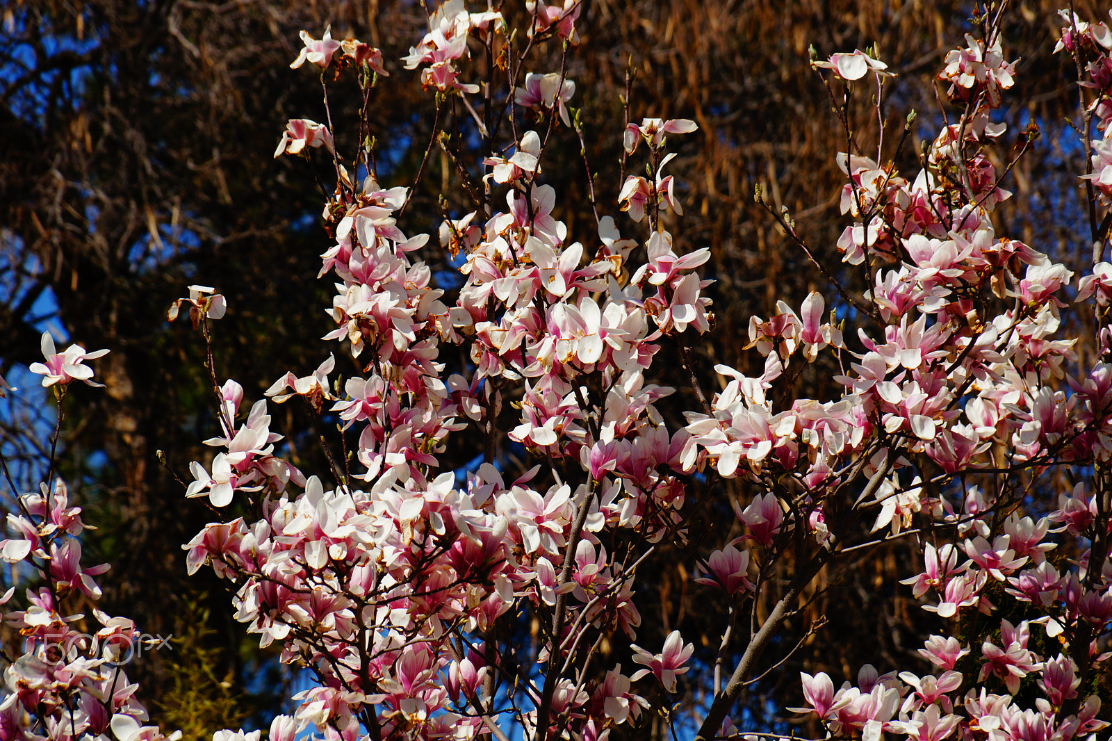 Sony DT 18-135mm F3.5-5.6 SAM sample photo. Spring time 1 photography