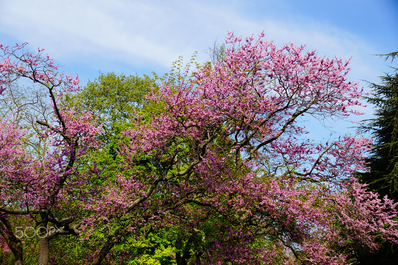 Sony DT 18-135mm F3.5-5.6 SAM sample photo. Spring time 2 photography