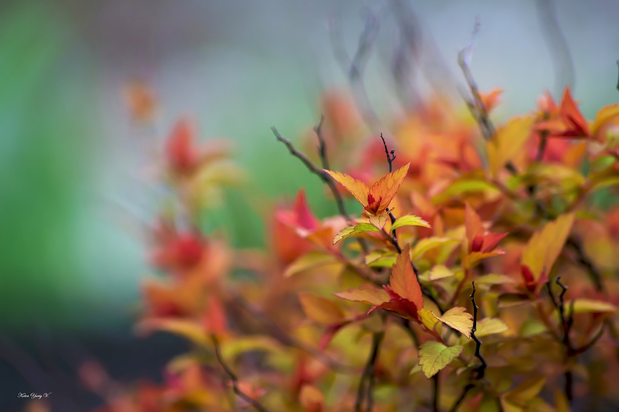 Canon EOS 60D sample photo. () photography