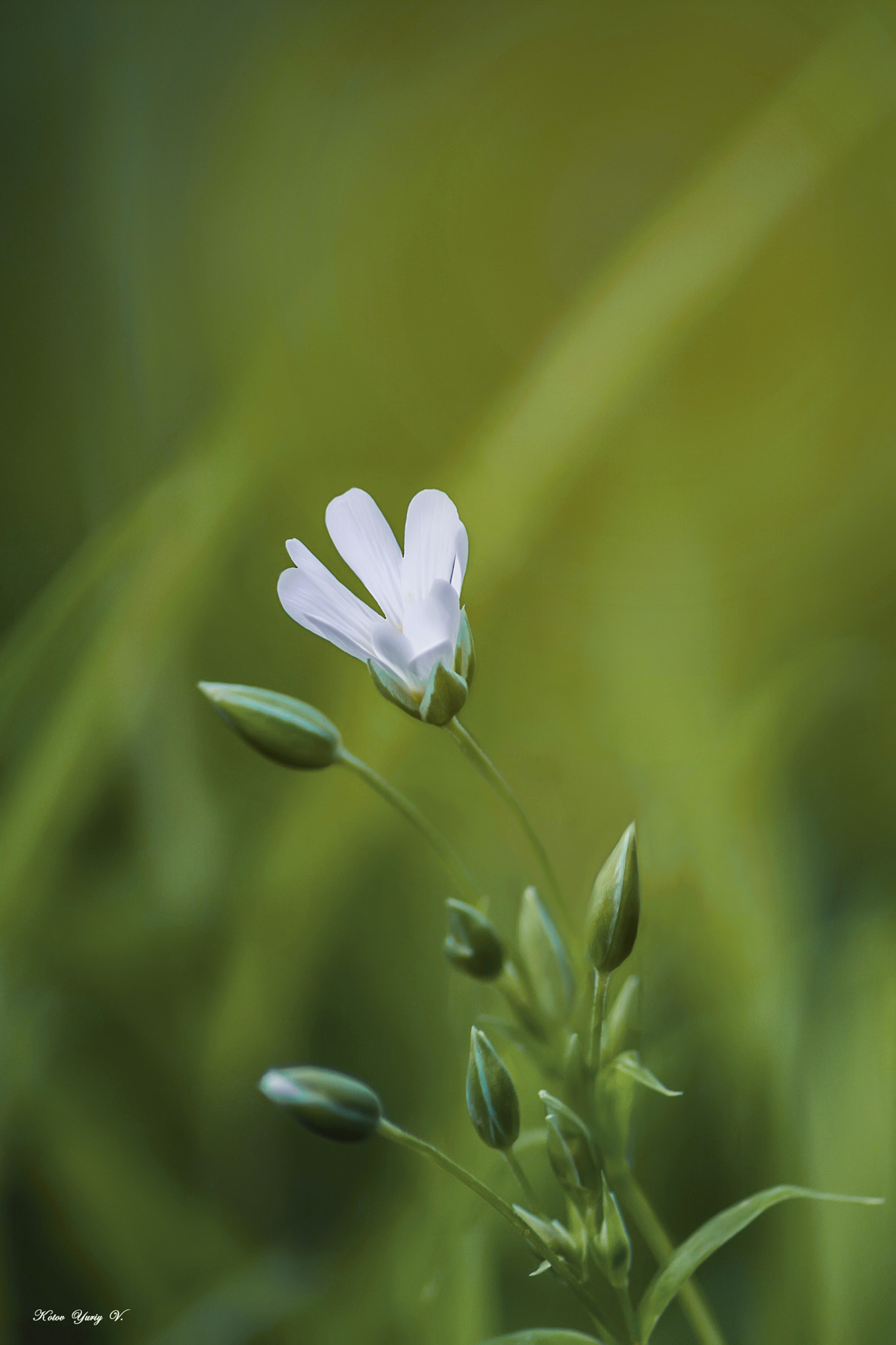 Canon EOS 60D sample photo. () photography