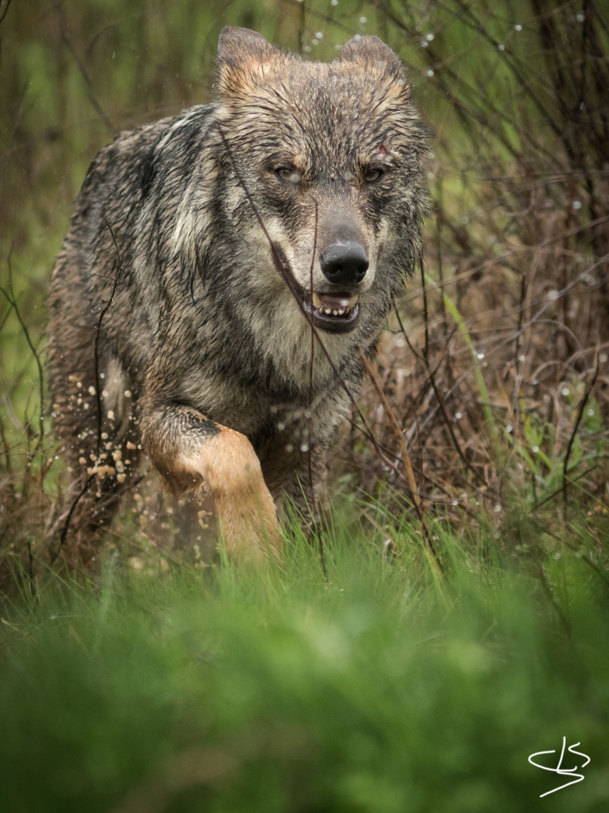 Canon EF 300mm F4L IS USM sample photo. Lobo ibérico photography