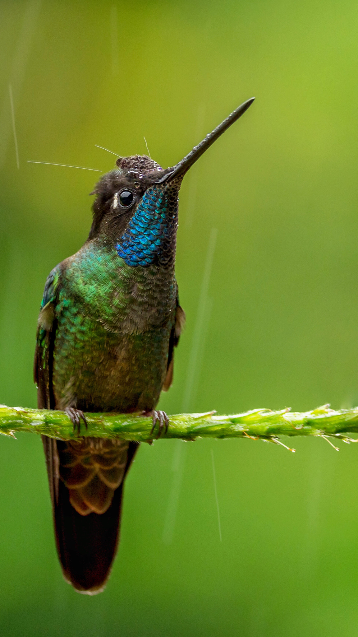 Olympus OM-D E-M1 Mark II + OLYMPUS M.300mm F4.0 sample photo. Colibrì  photography